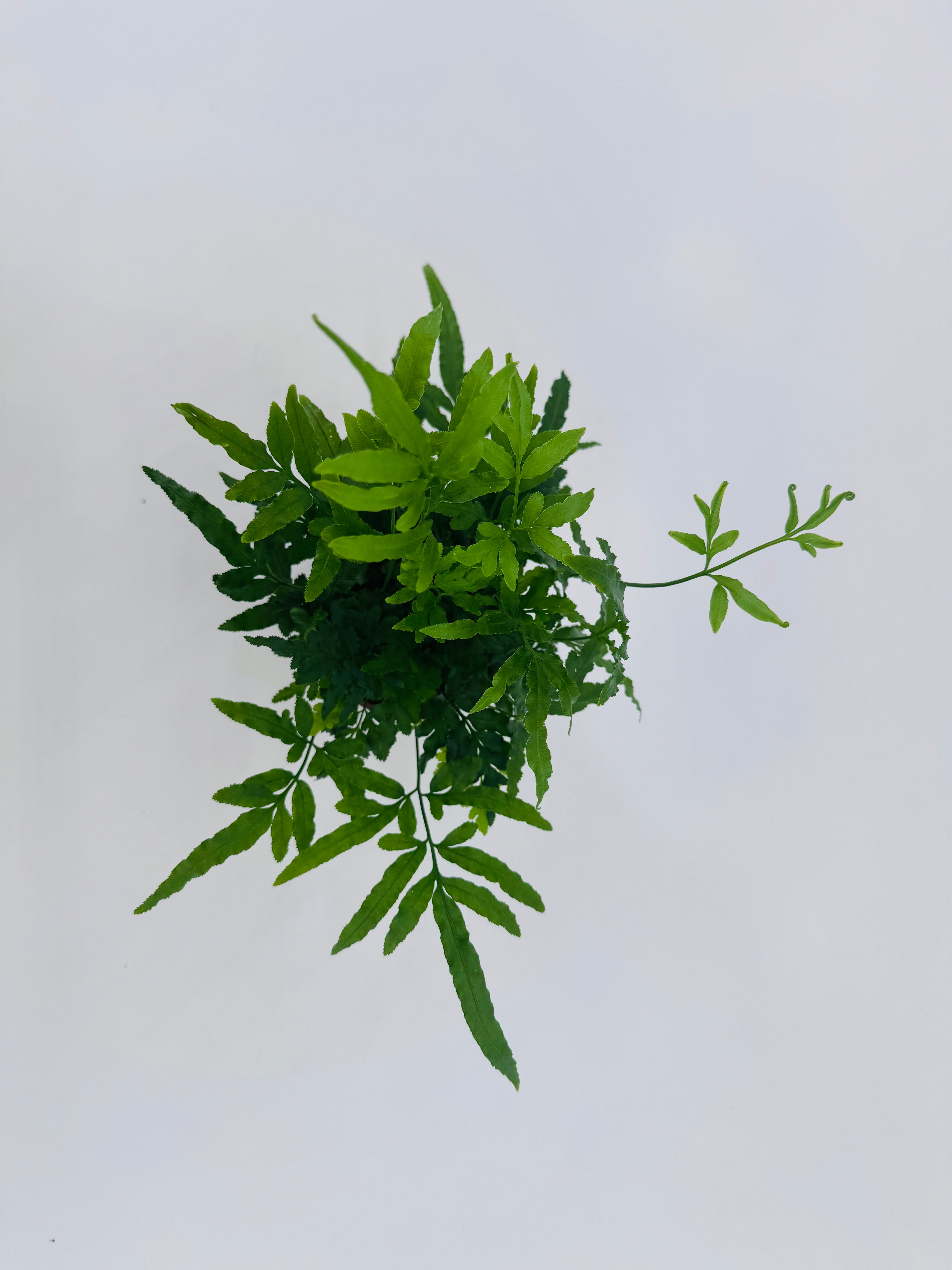 FERNS WINTERHARDY MEZCLADO