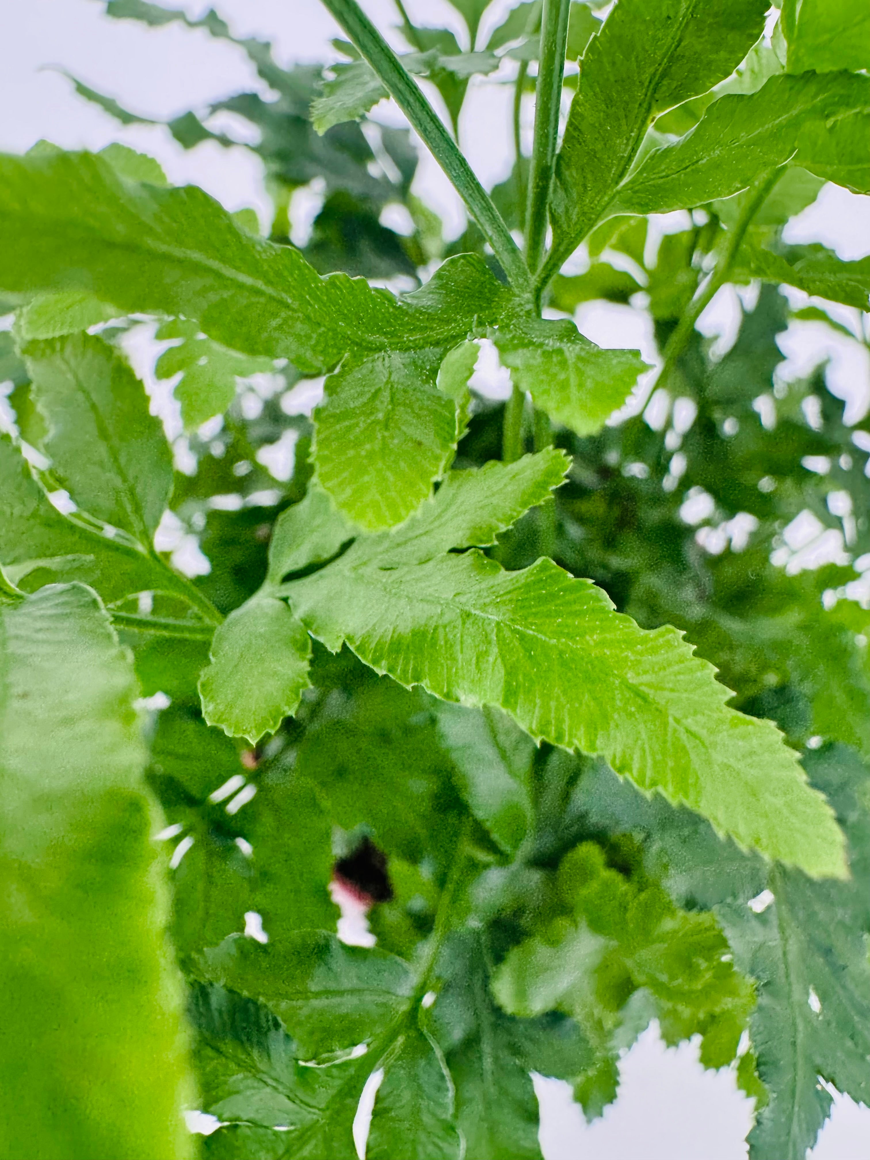 FERNS WINTERHARDY MEZCLADO