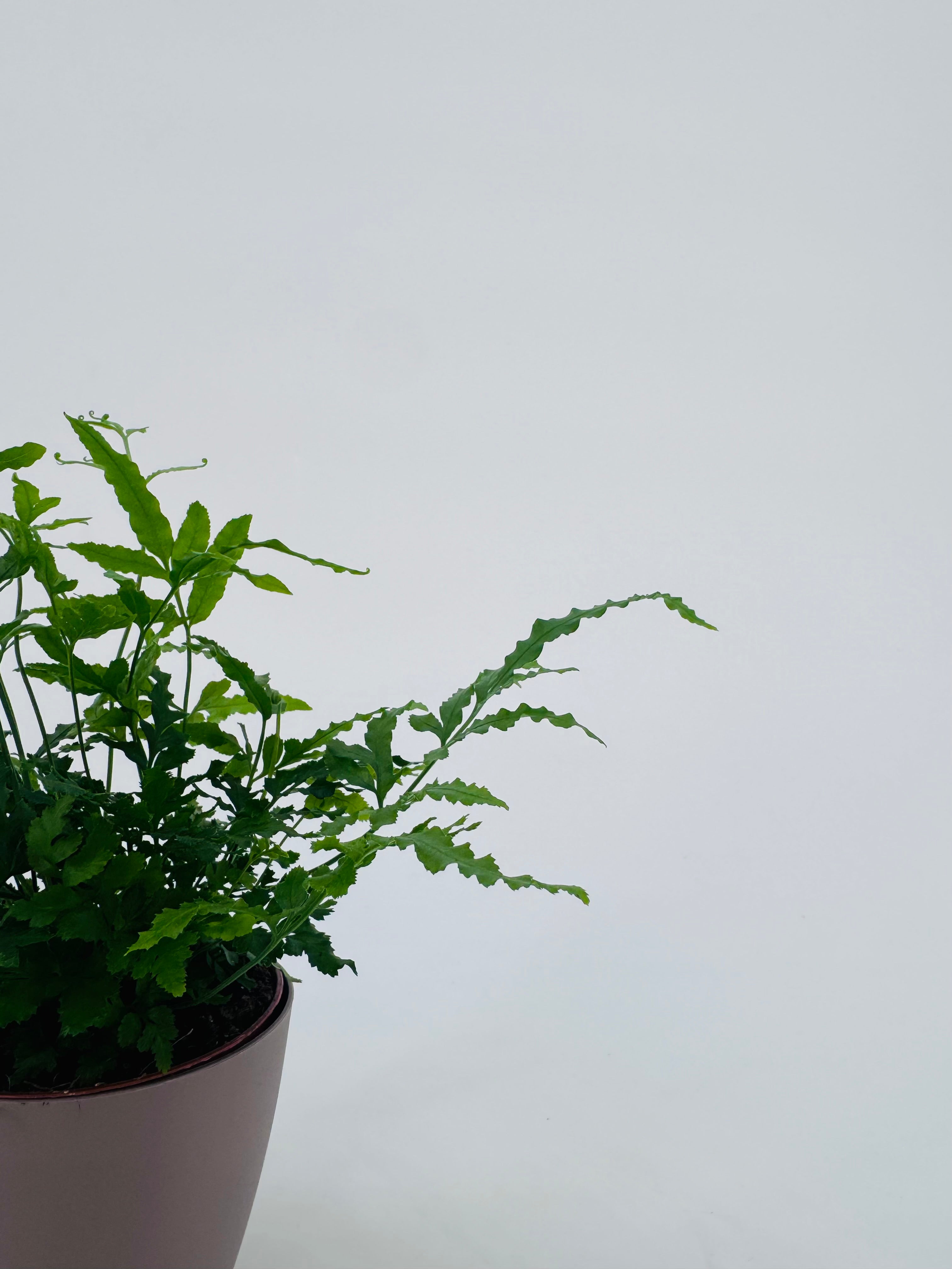 FERNS WINTERHARDY MEZCLADO