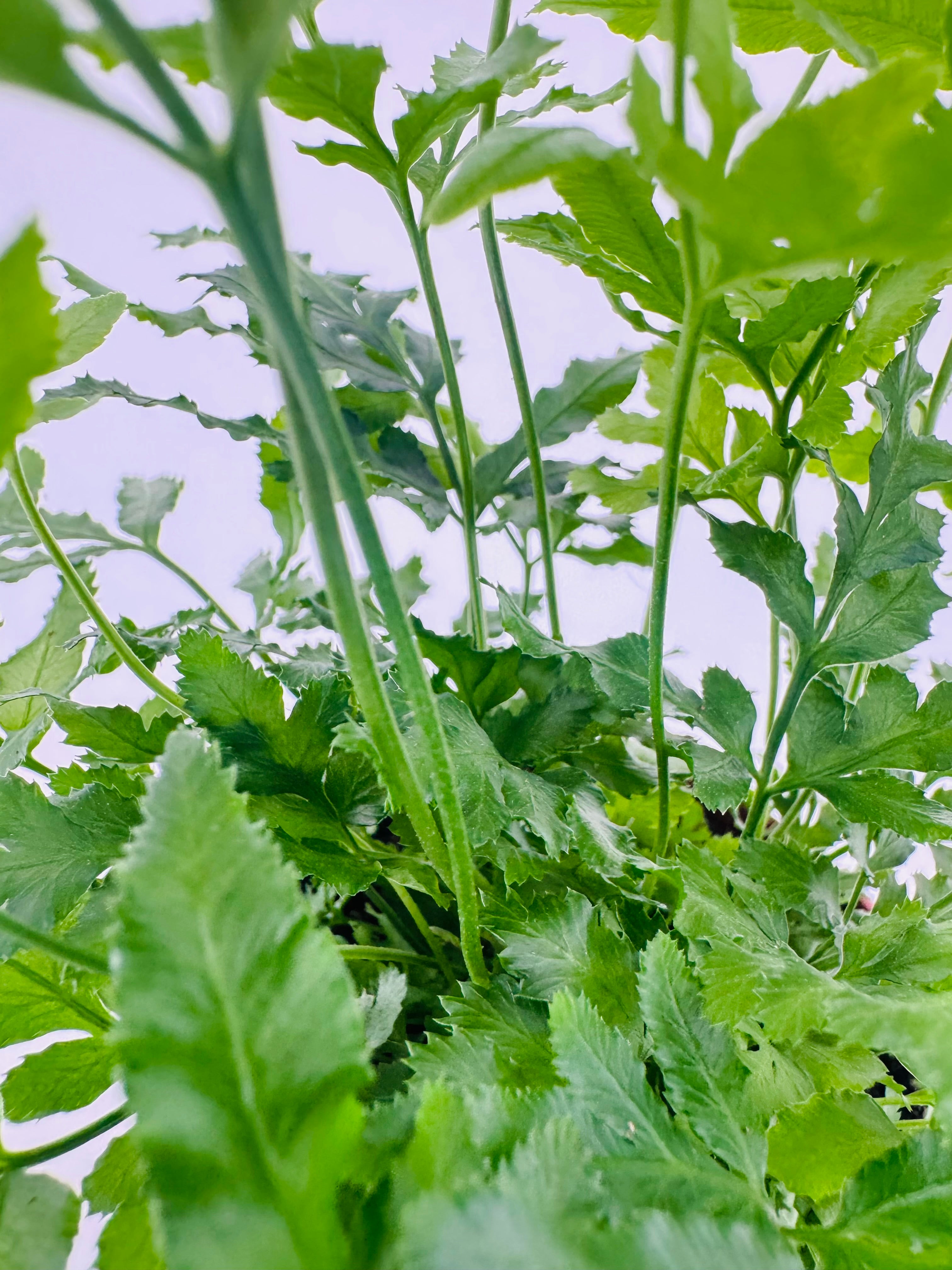 FERNS WINTERHARDY MEZCLADO