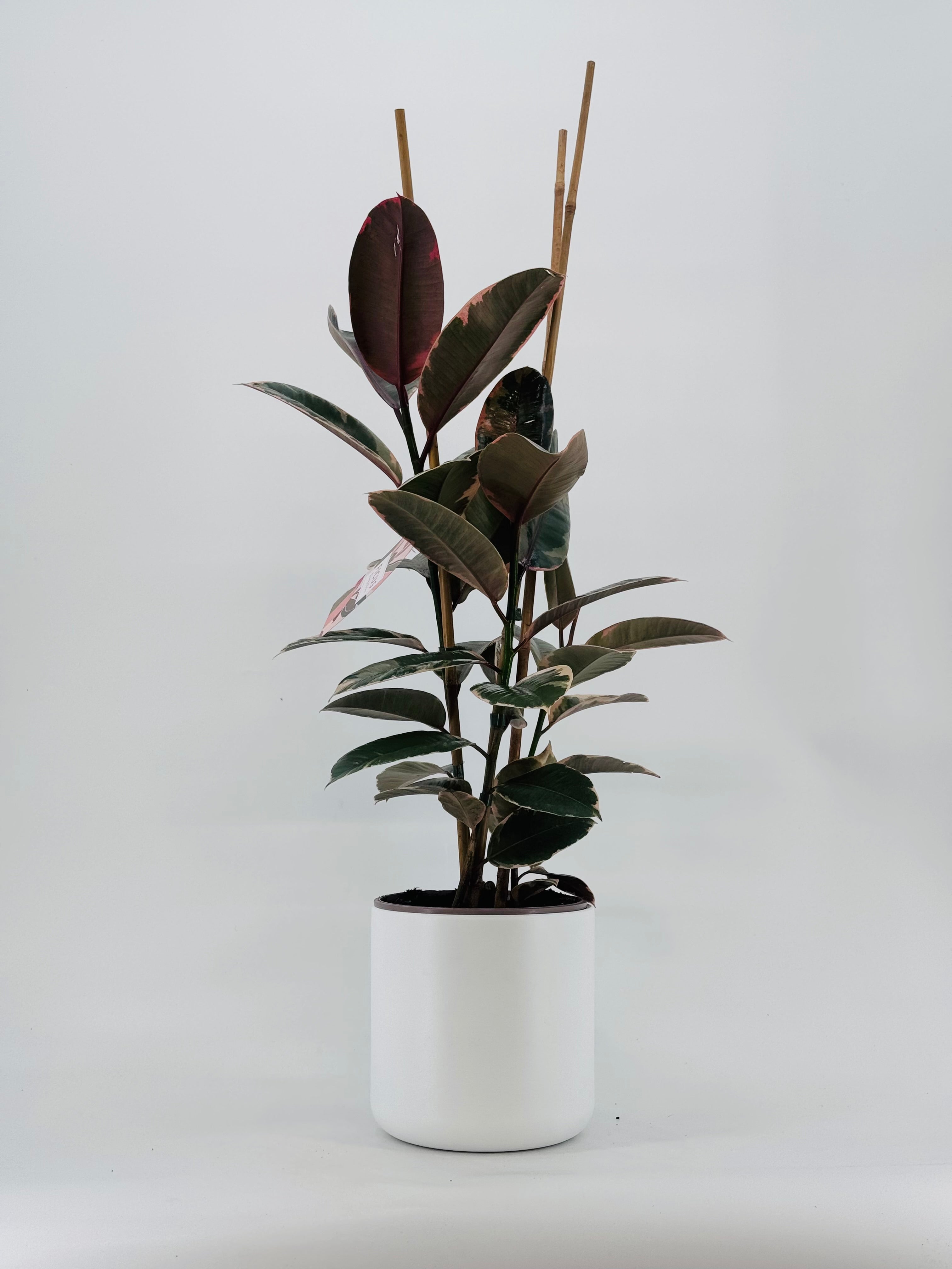 FICUS BELIZE RUBY C20 90CM