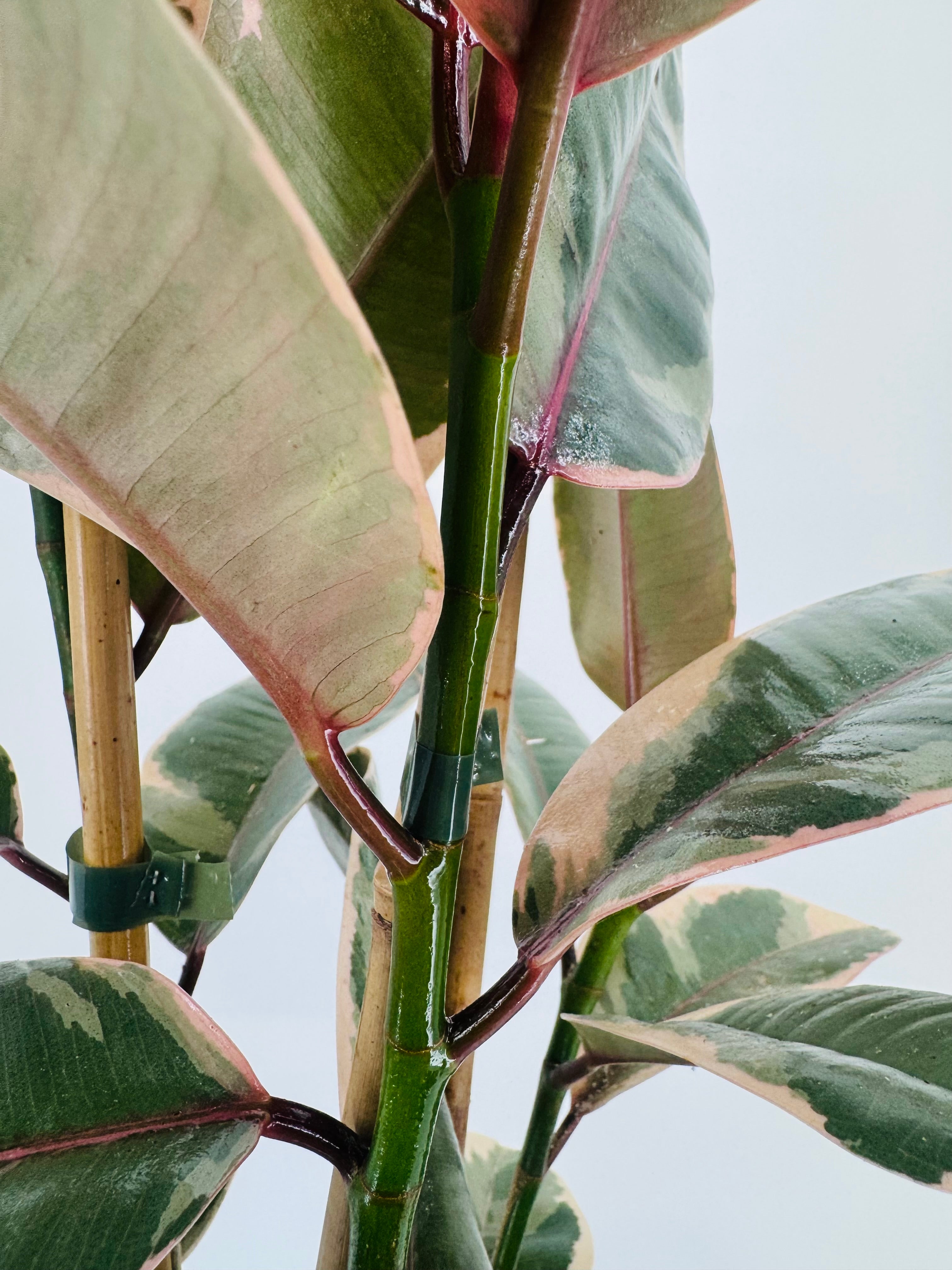 FICUS BELIZE RUBY C20 90CM