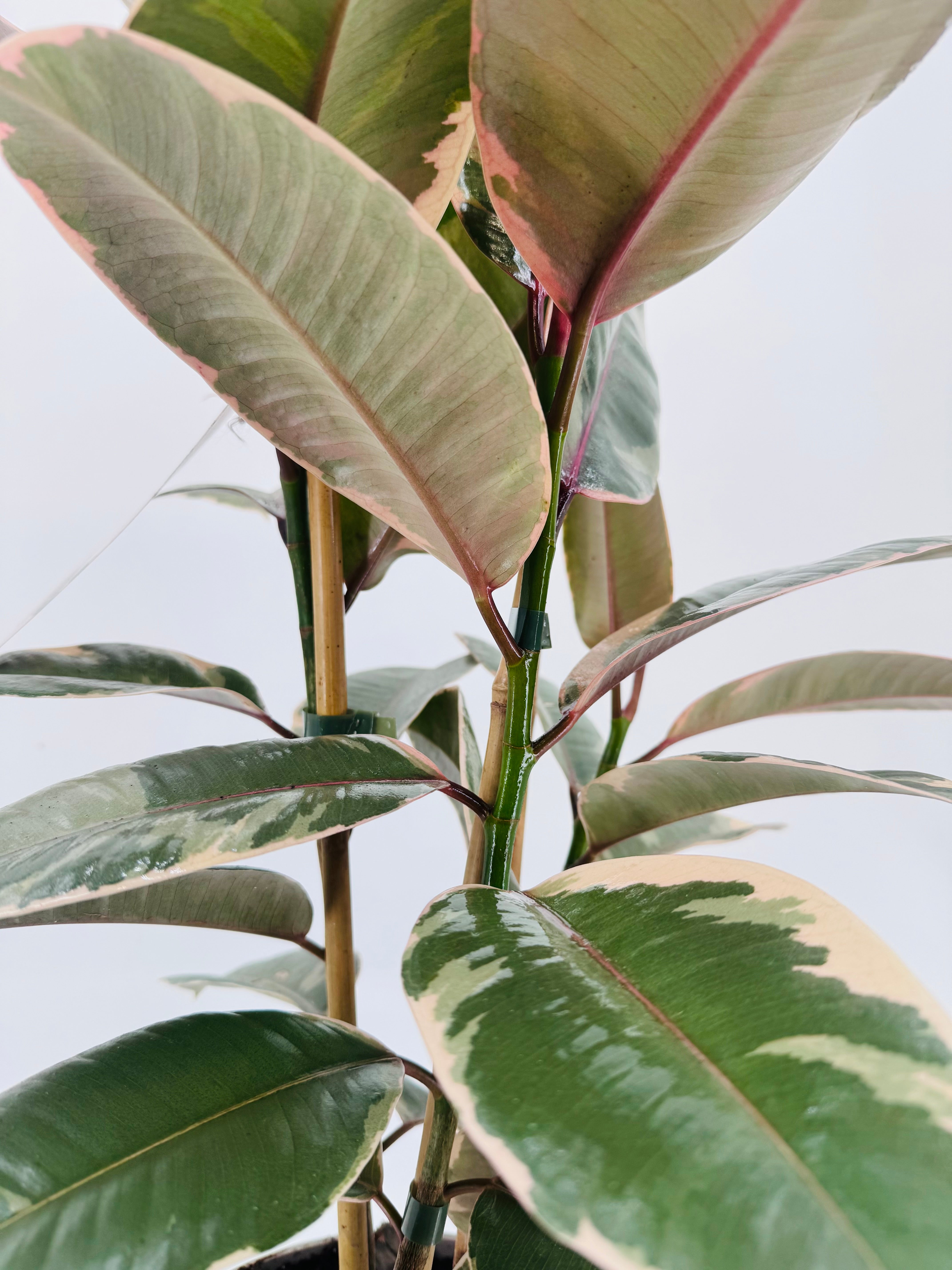 FICUS BELIZE RUBY C20 90CM