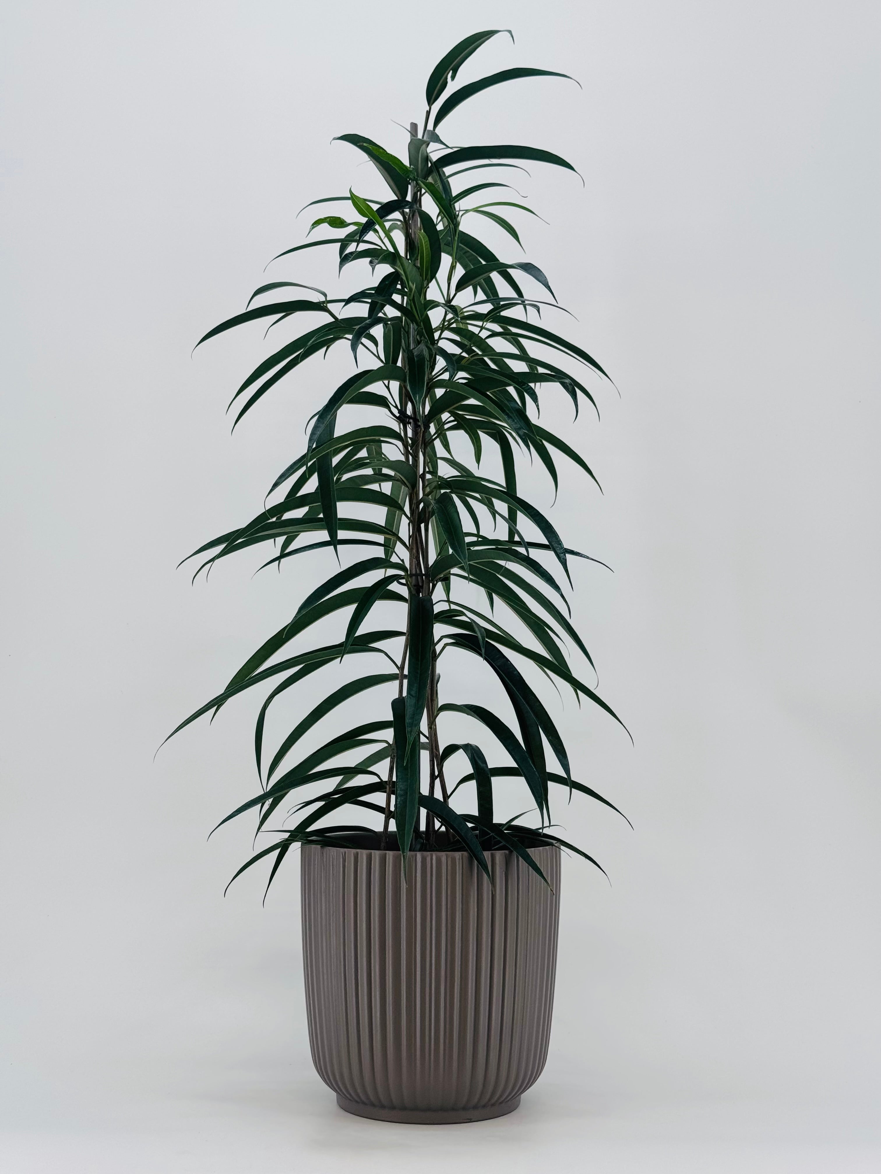 FICUS BINN ALII M21