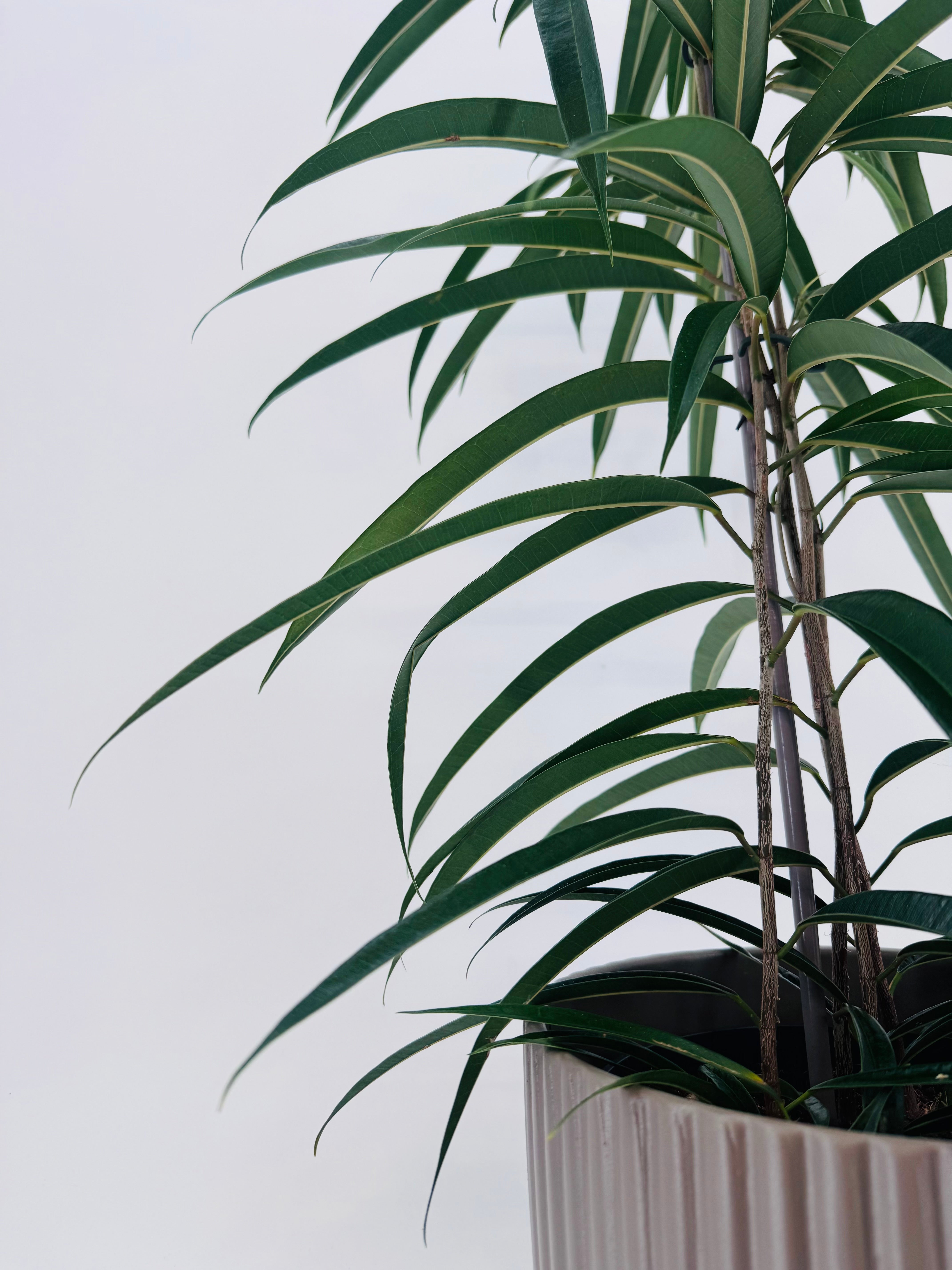 FICUS BINN ALII M21