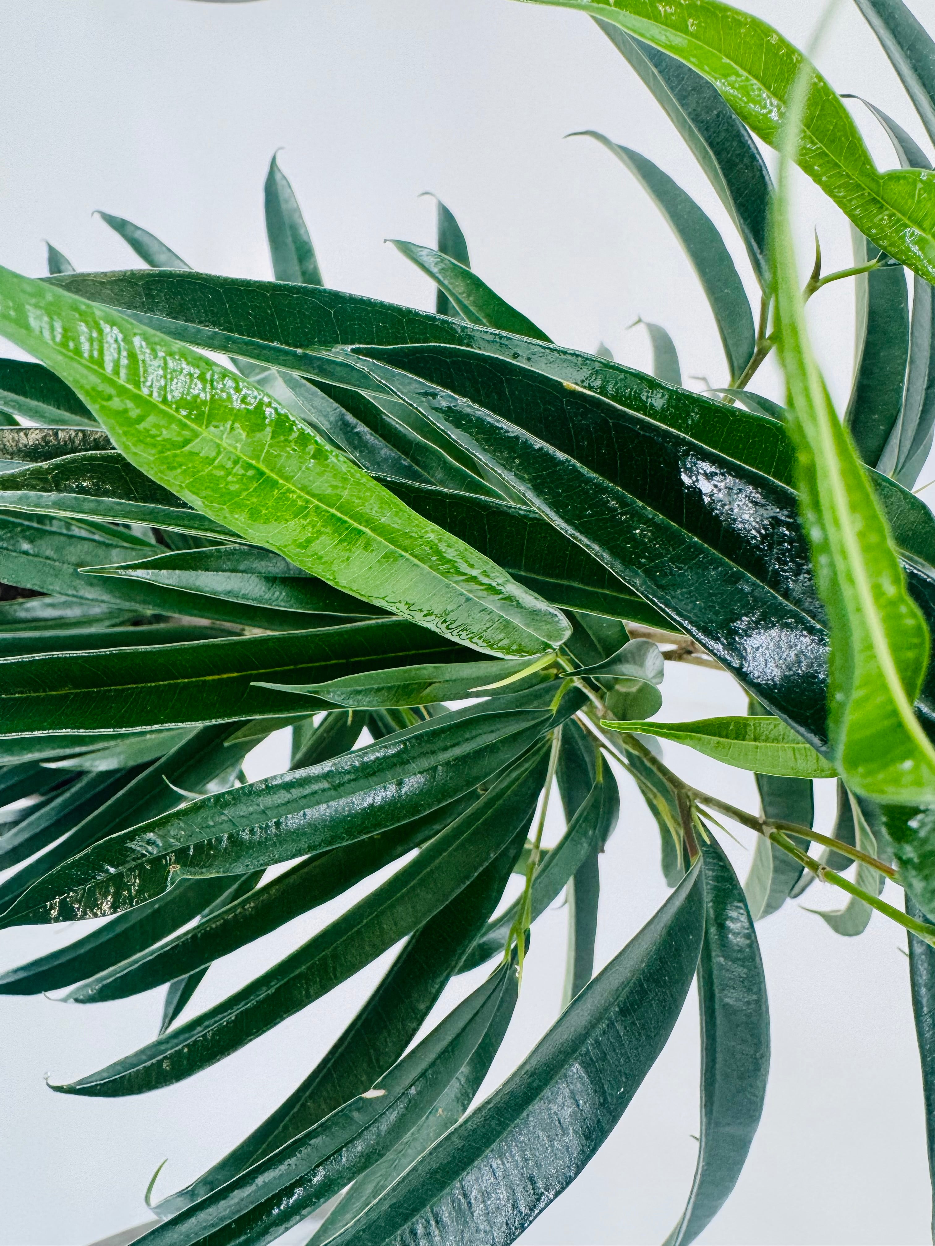 Ficus Binnendijkii 'Alii' M21 con hojas largas, estrechas y arqueadas de color verde intenso.