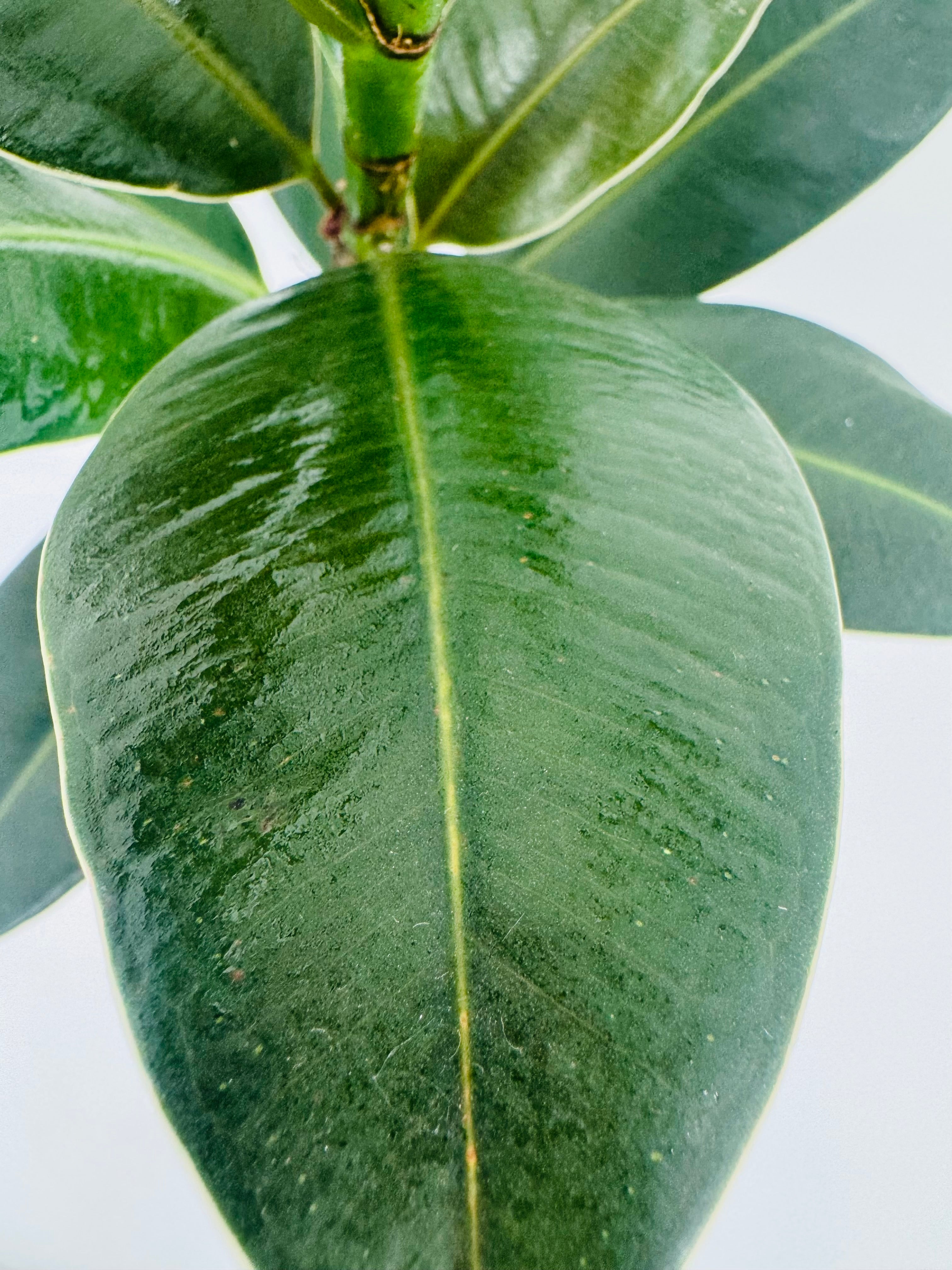 Ficus Elástica Mezclado M14 con hoja verde oscuro brillante y nervadura central clara.