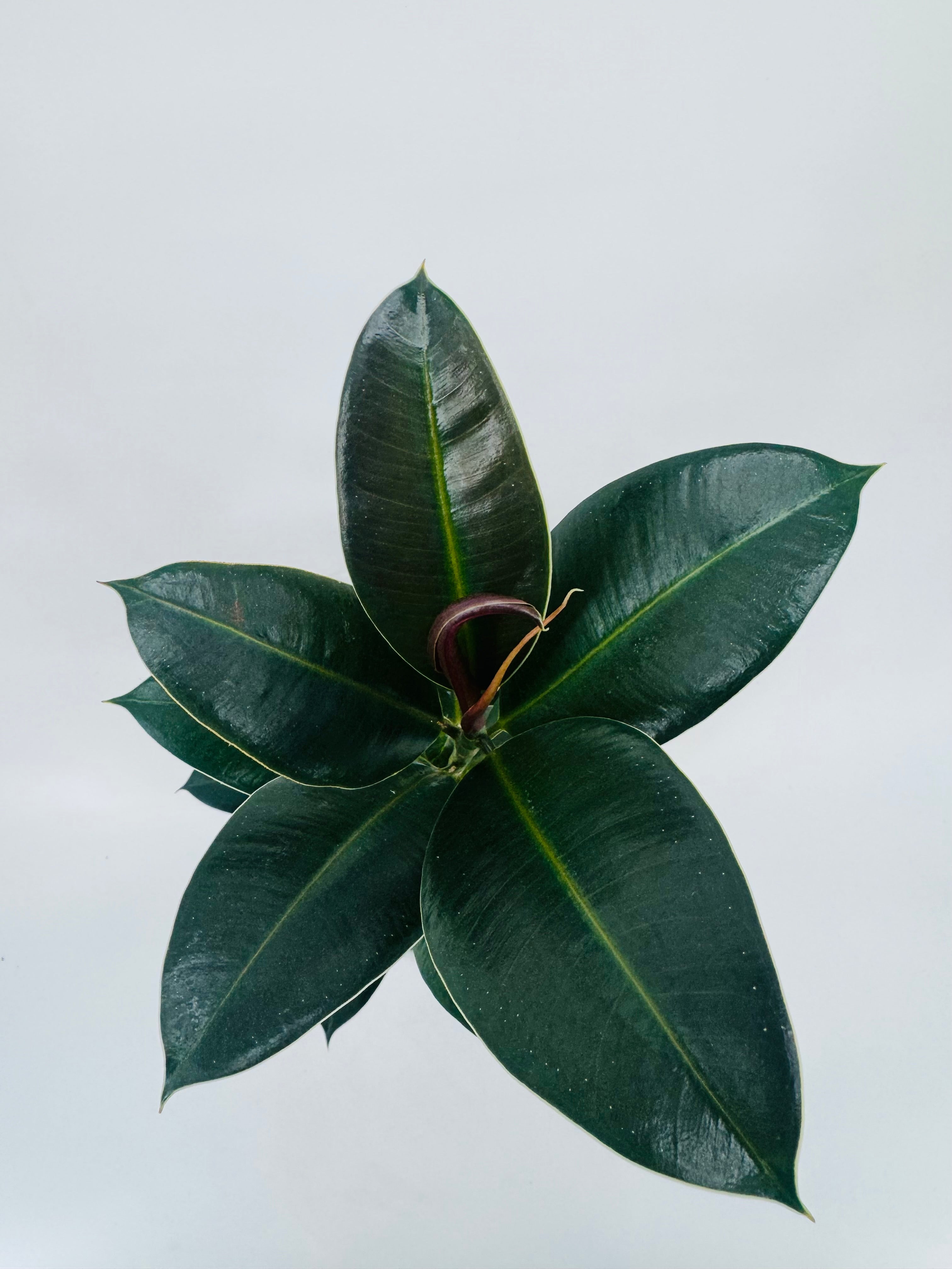 Ficus Elástica Mezclado M14 con hojas verde oscuro brillantes y un nuevo brote rojizo.