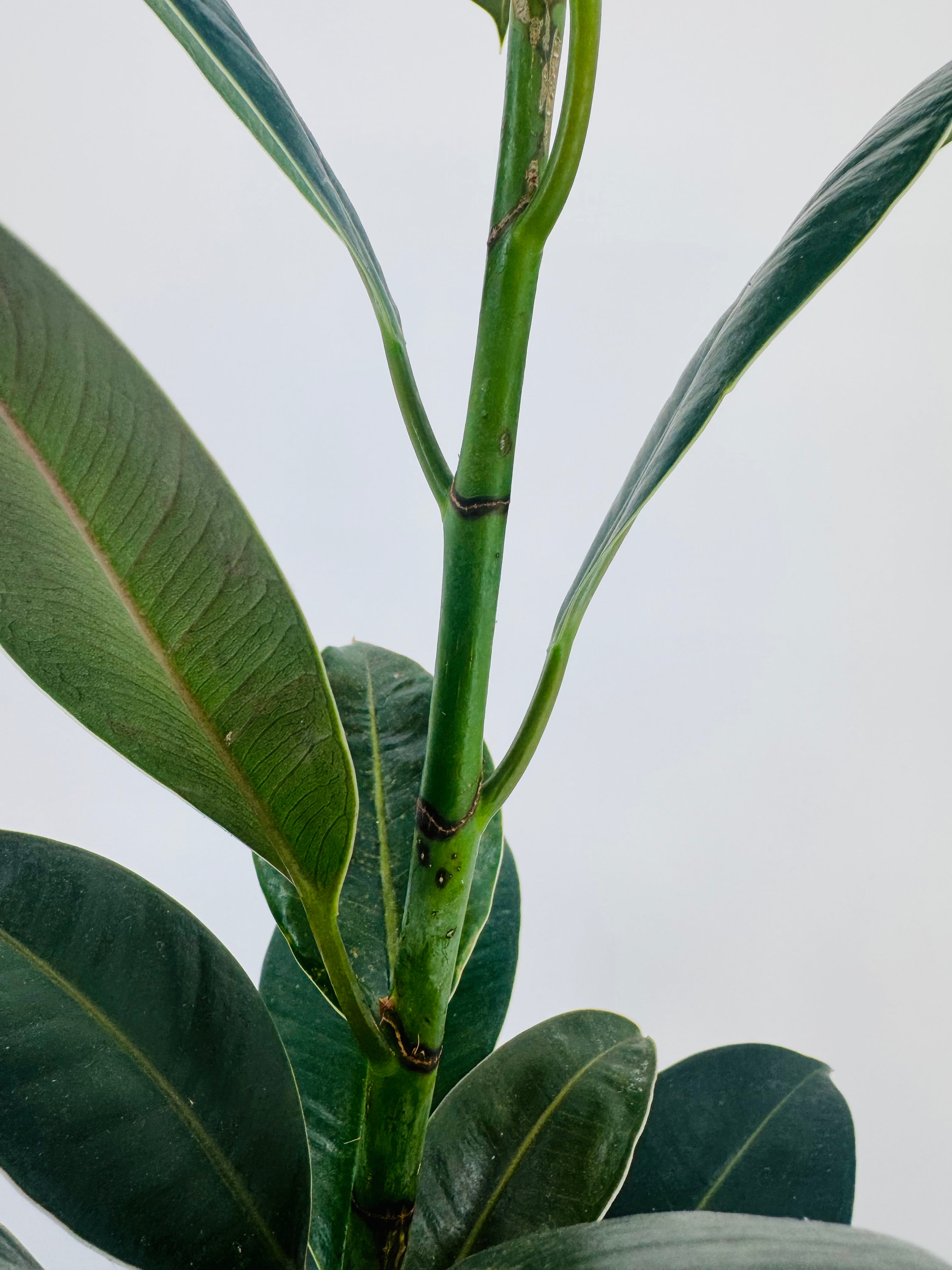 Ficus Elástica Mezclado M14 con tallo verde y hojas grandes, gruesas y brillantes.