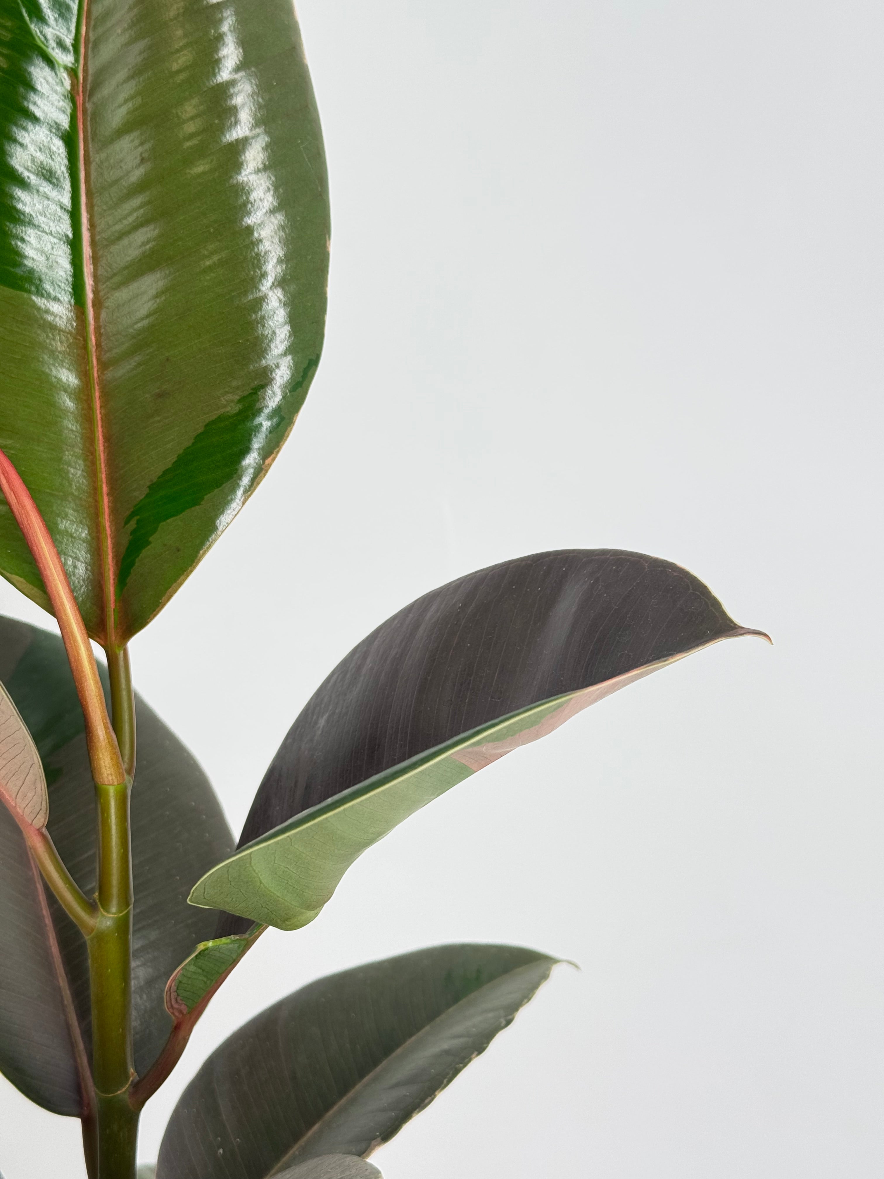 FICUS ELASTICA MIX M14