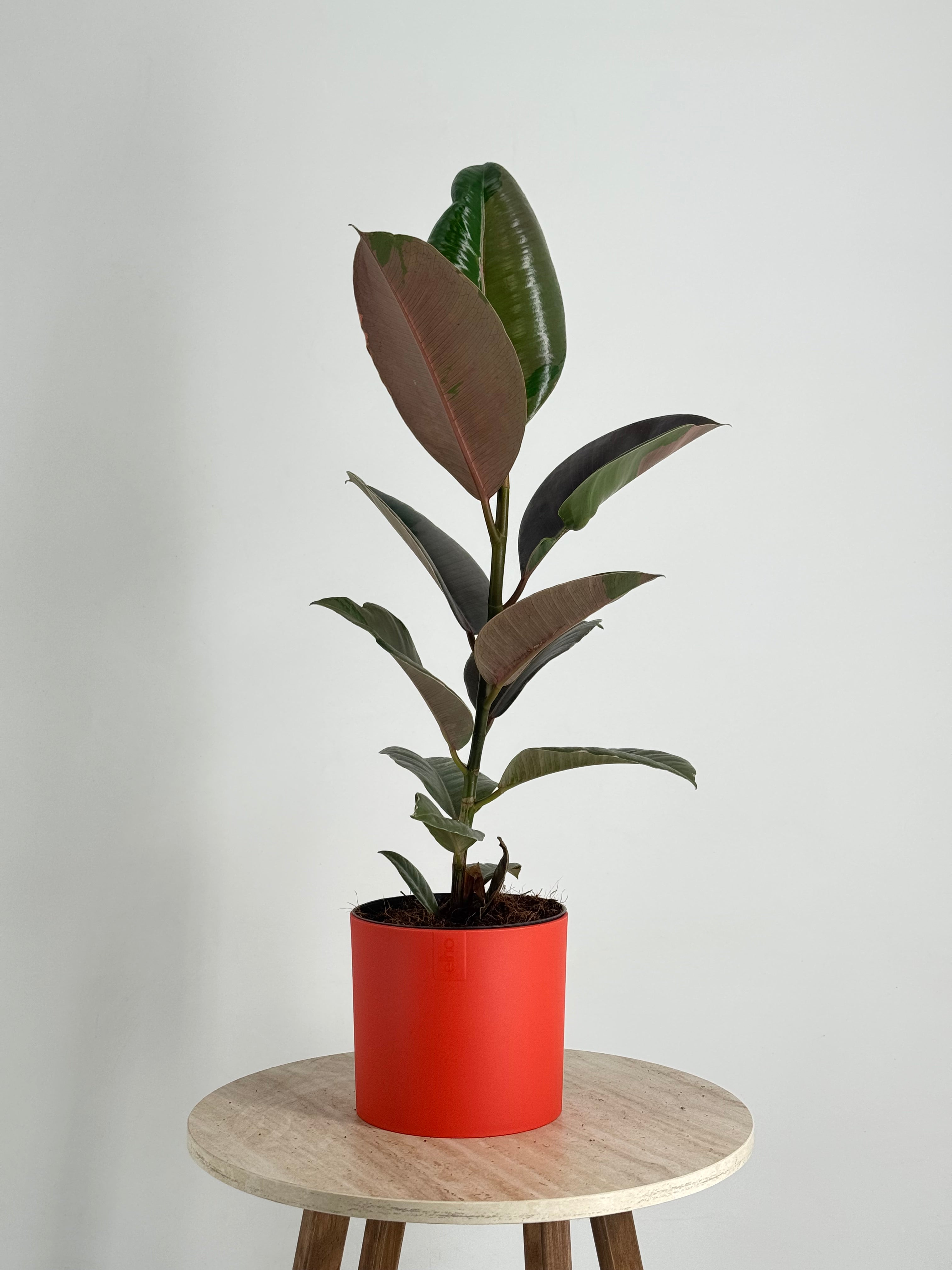 FICUS ELASTICA MIX M14