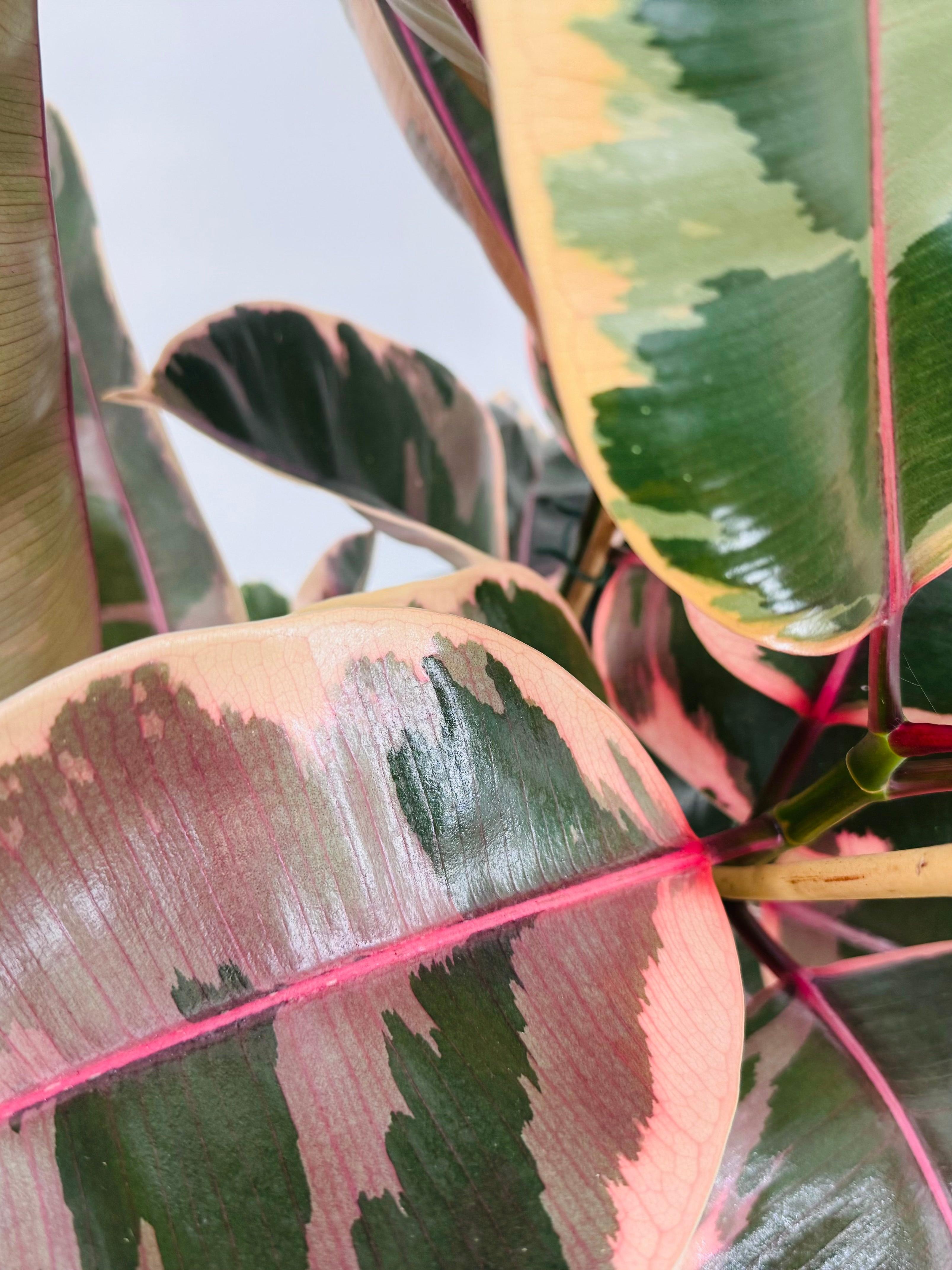 FICUS EL BELIZE M21
