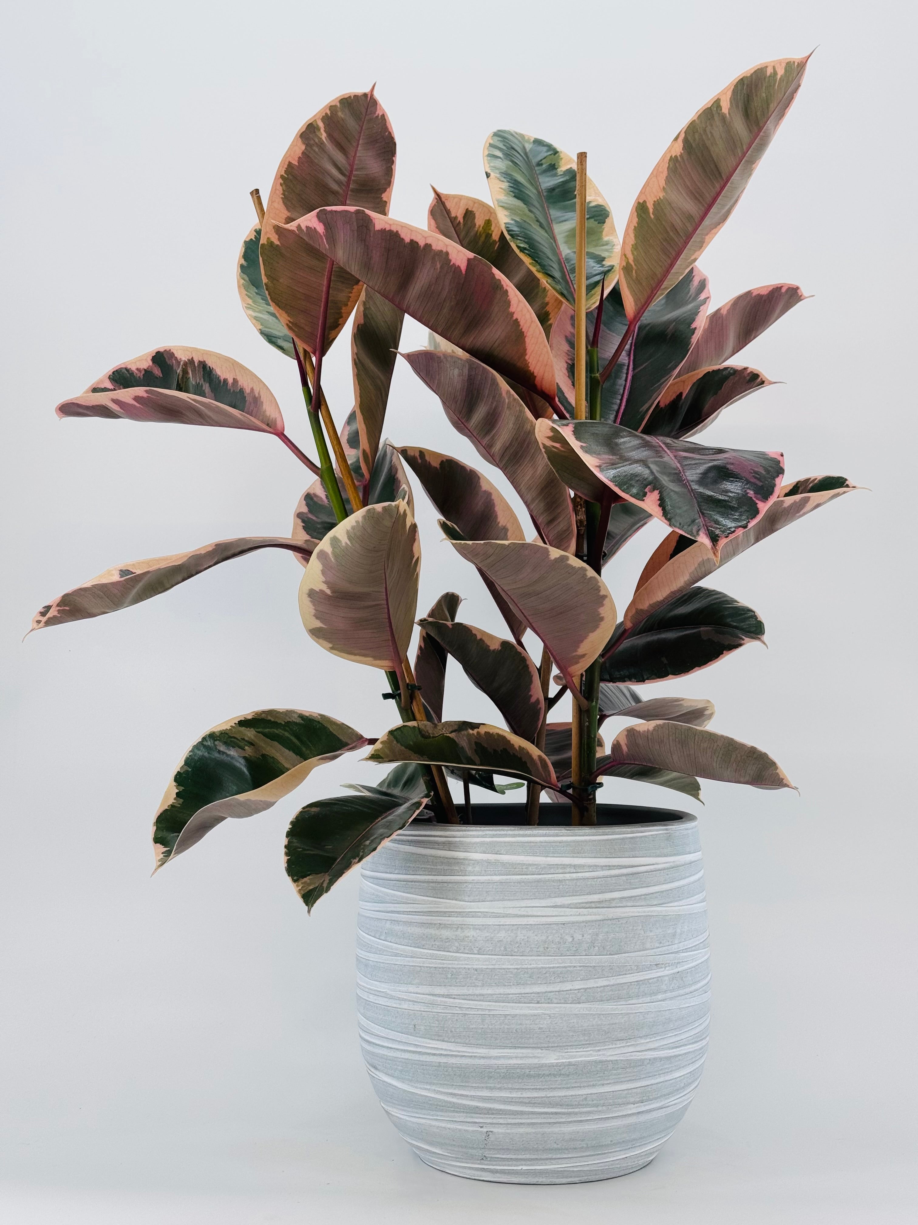FICUS EL BELIZE M21