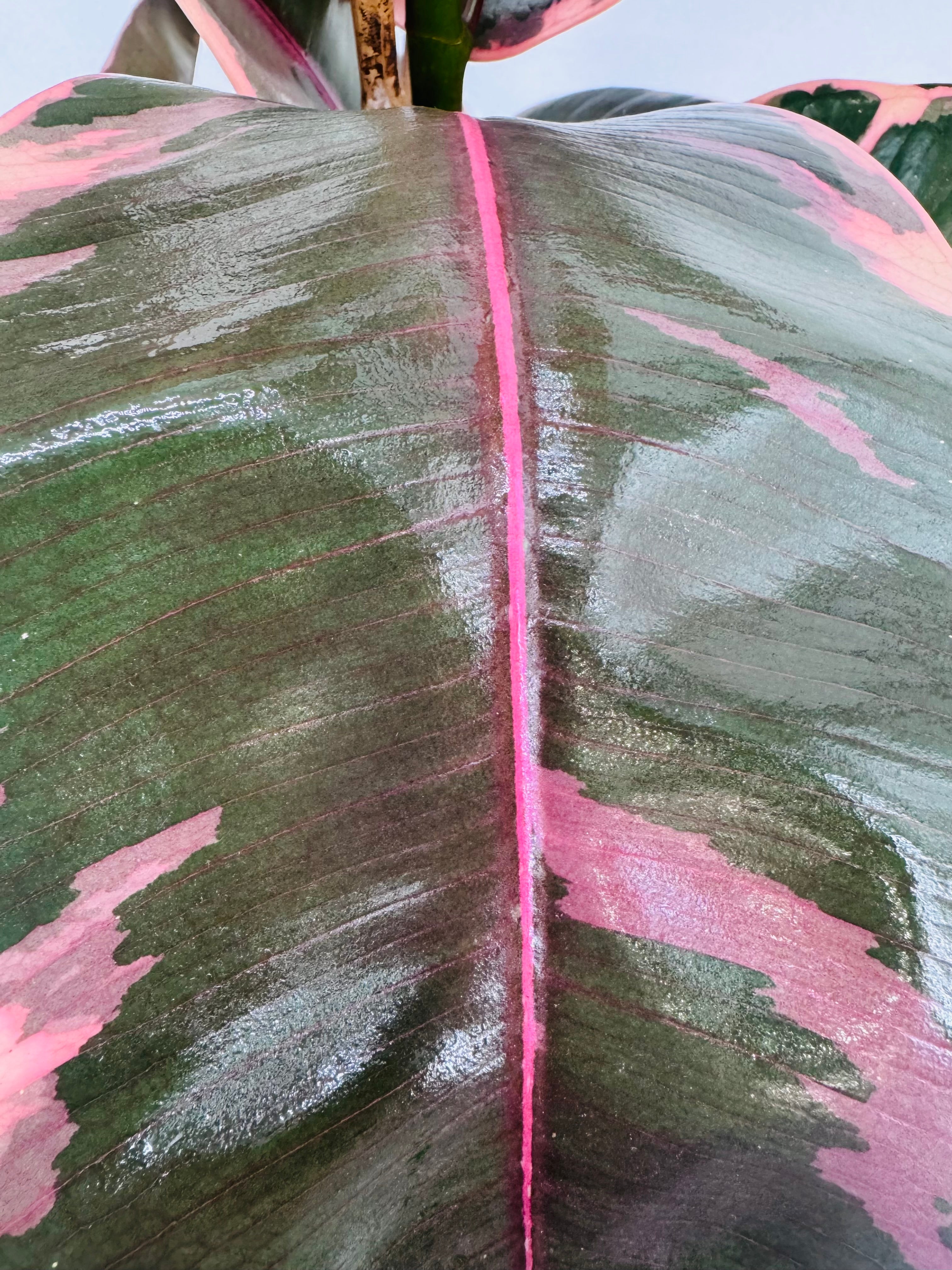 FICUS EL BELIZE M21