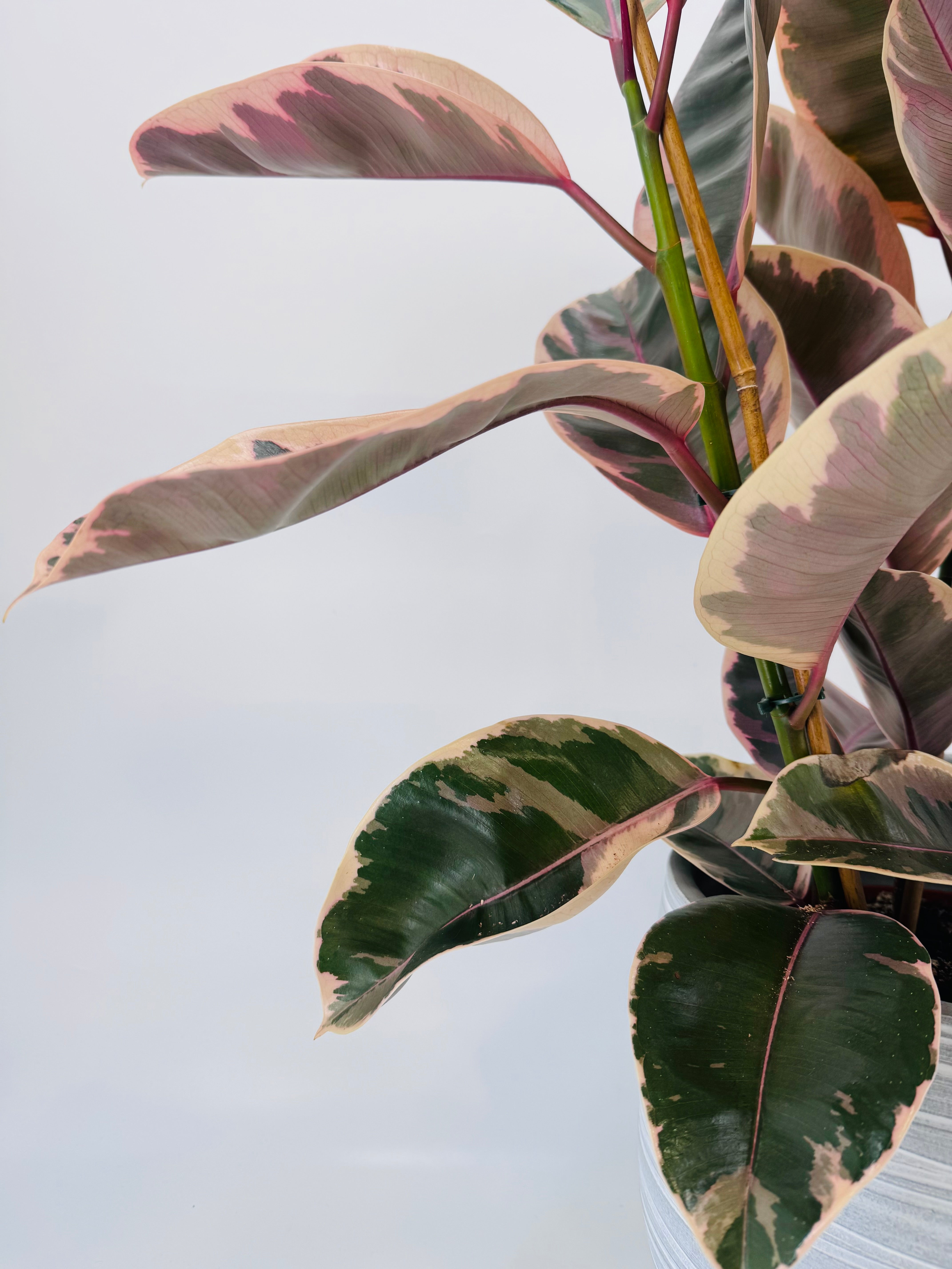 FICUS EL BELIZE M21