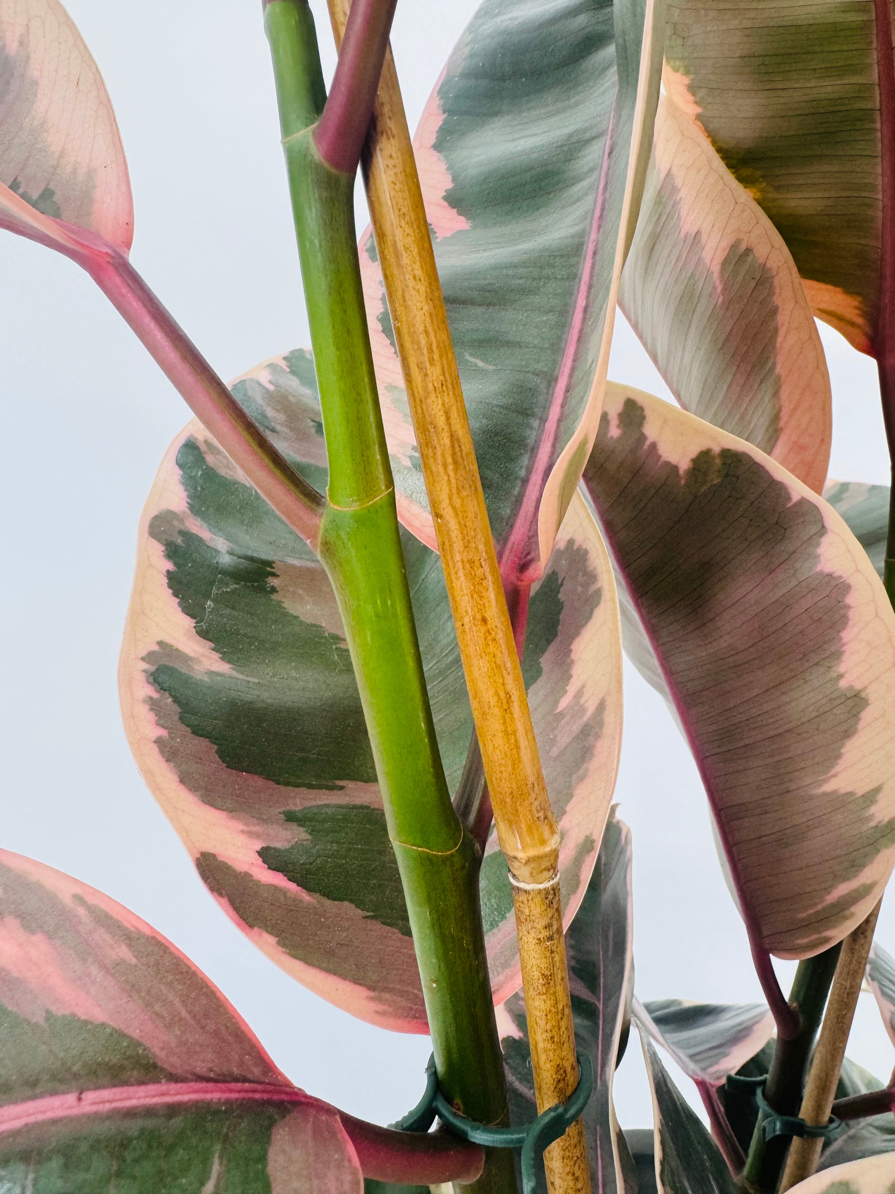 FICUS EL BELIZE M21