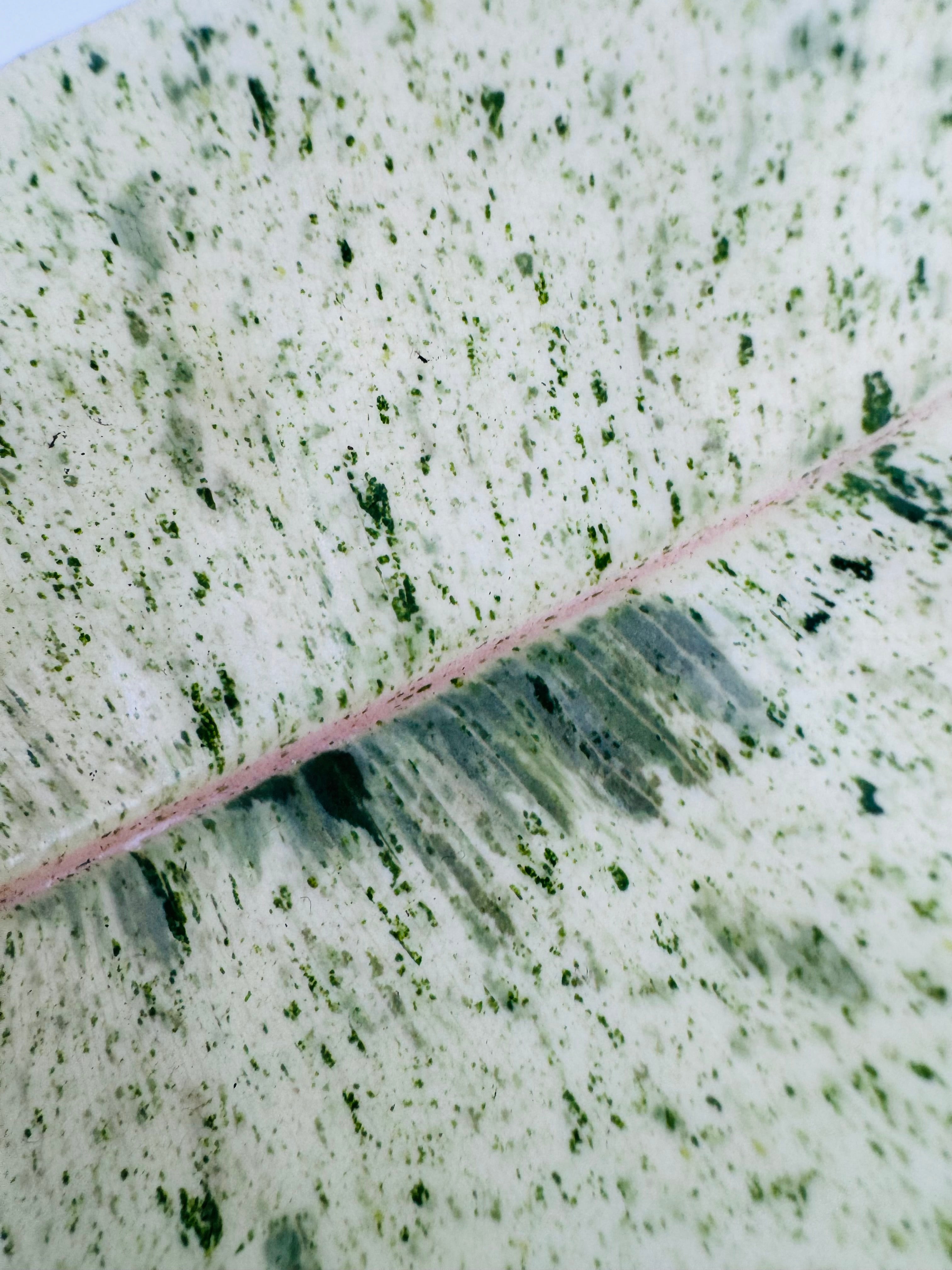 FICUS EL SHIVEREANA M12