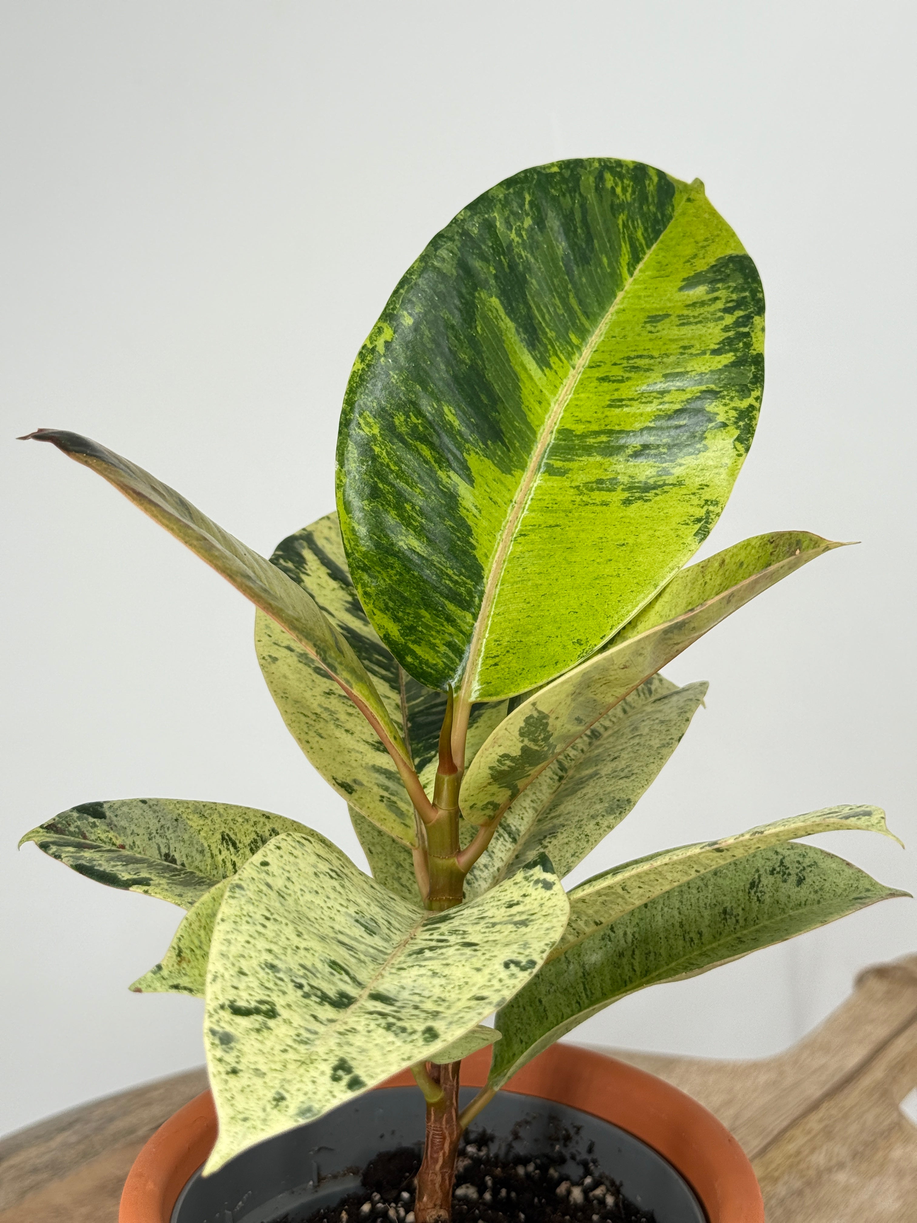 FICUS EL SHIVEREANA M12