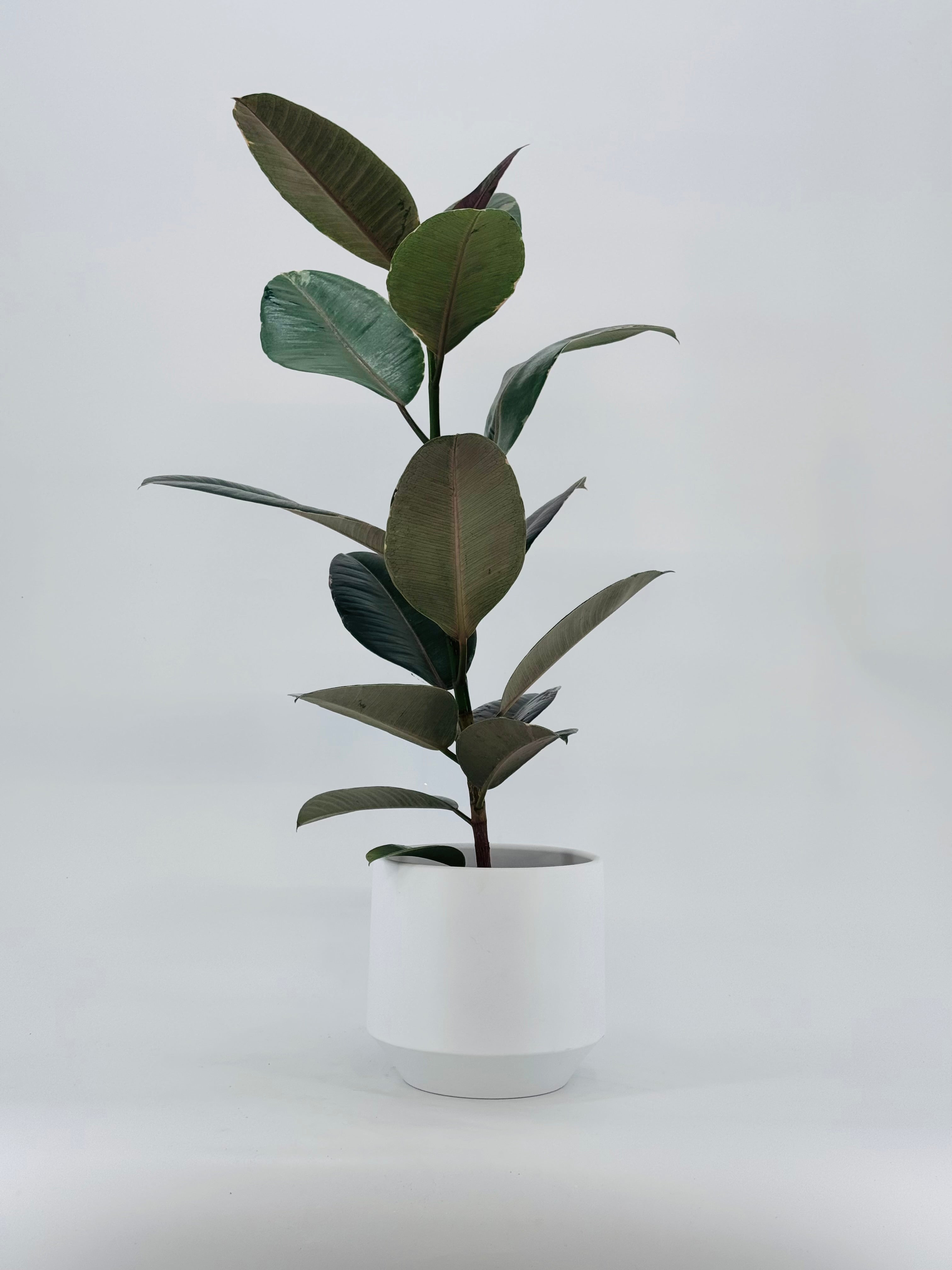FICUS ELÁSTICA MIX M17