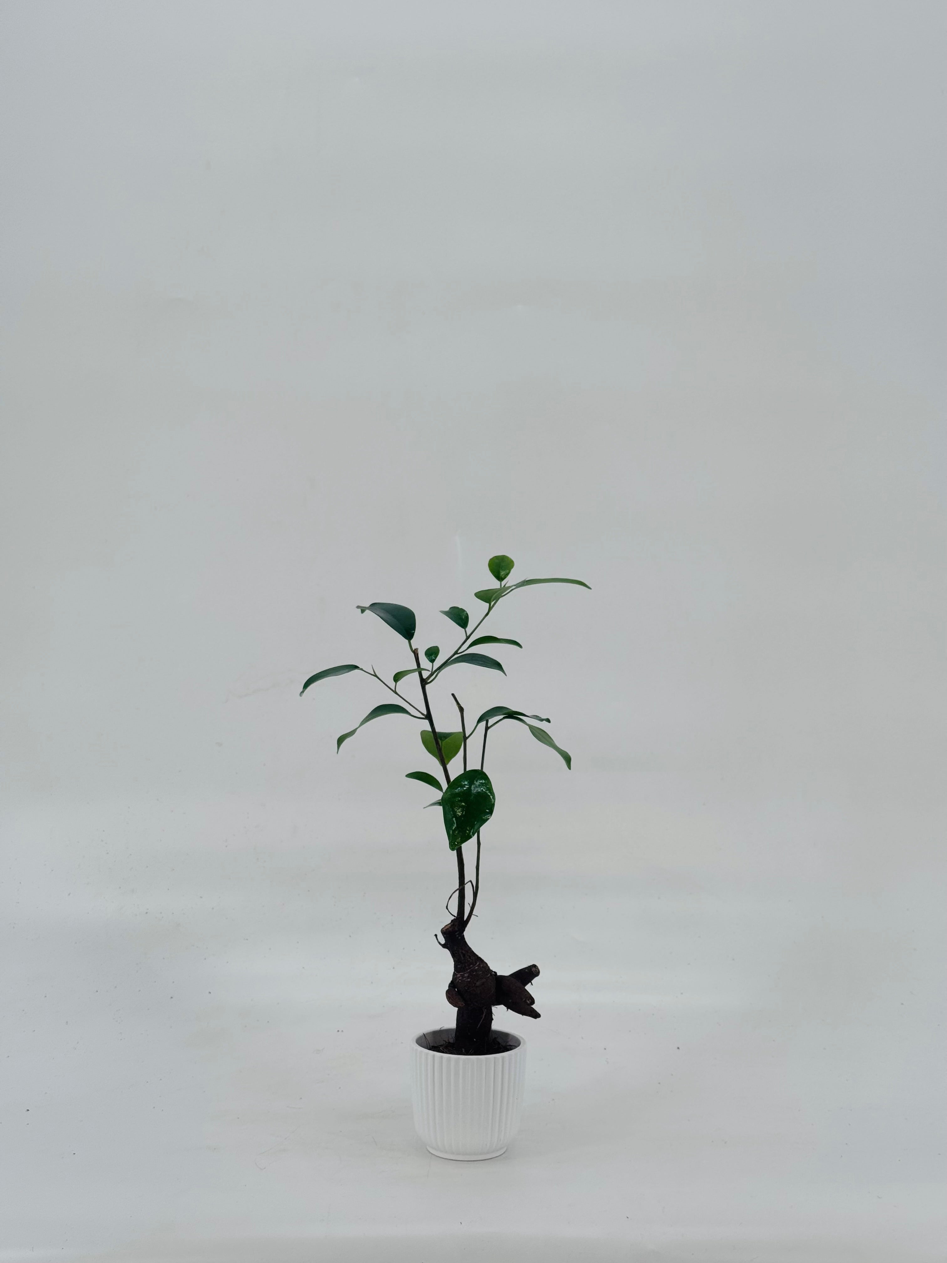 FICUS MICR. GINSENG