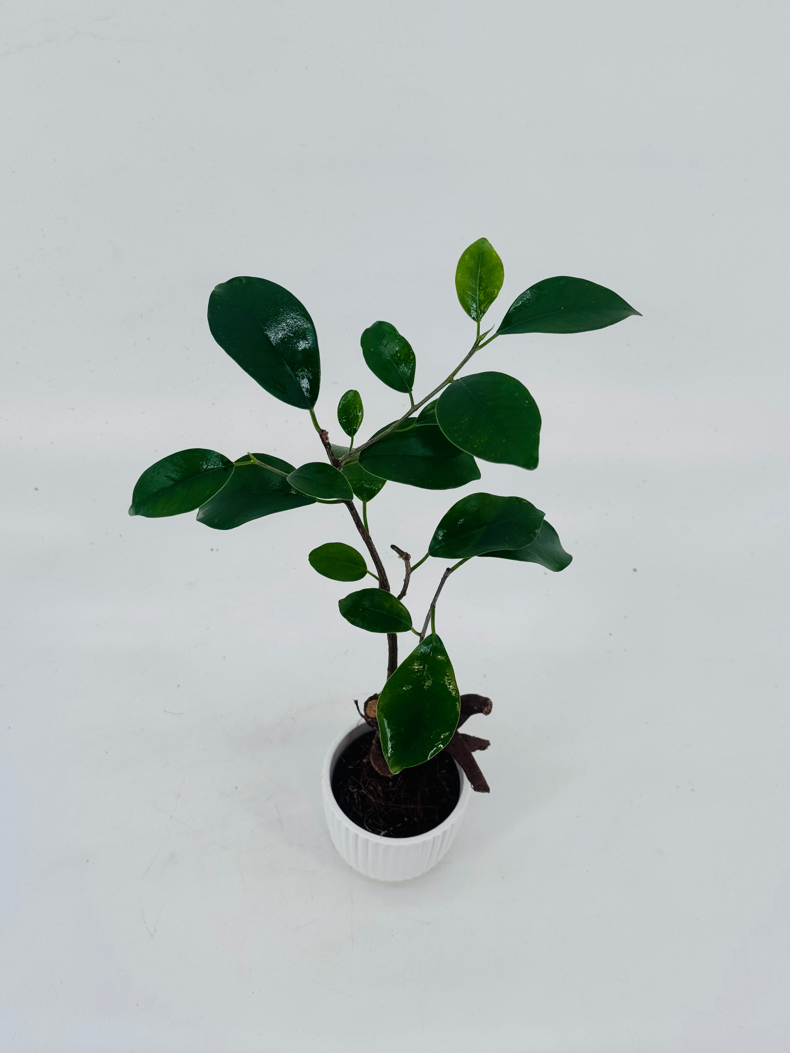 FICUS MICR. GINSENG