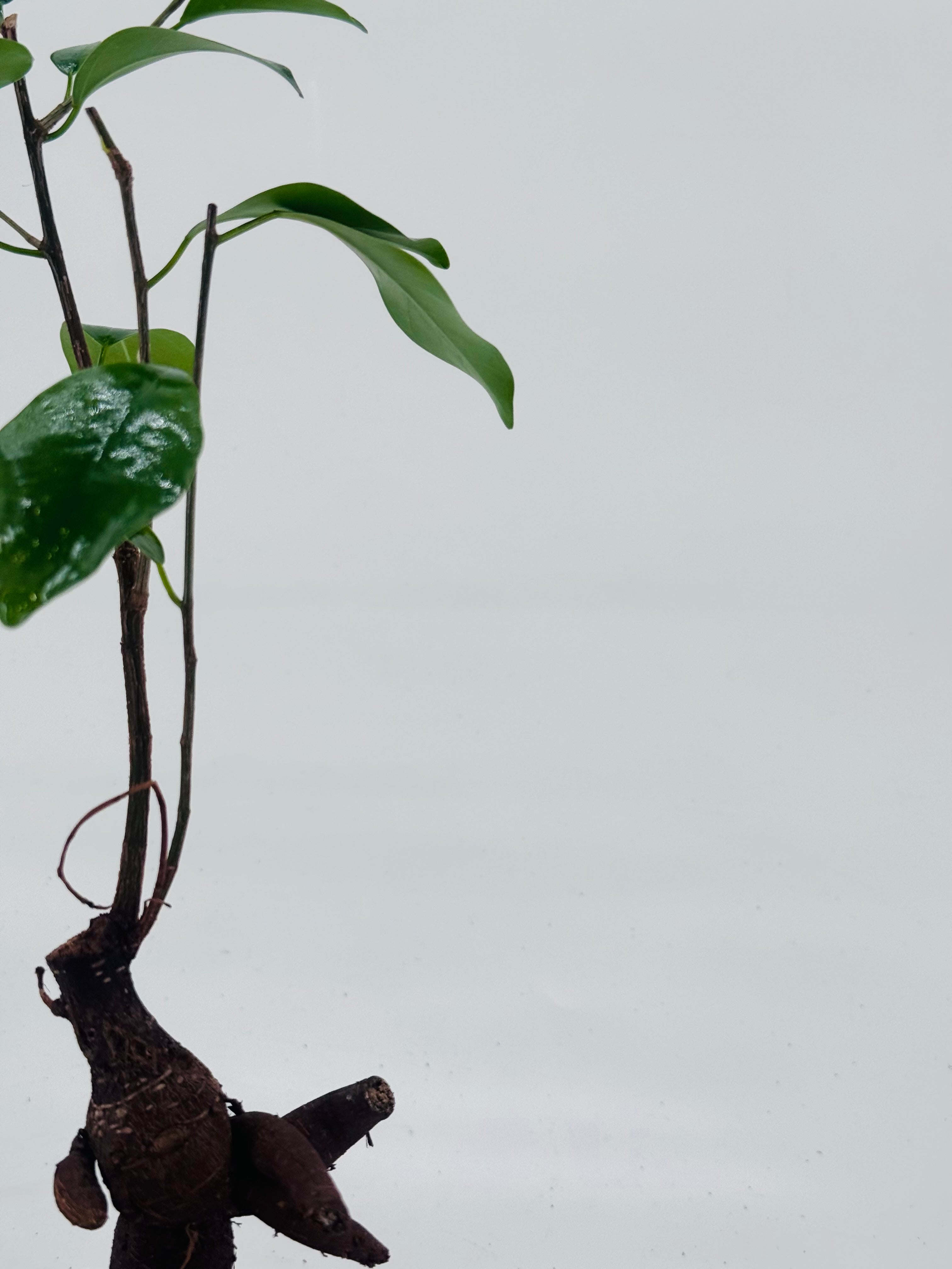 FICUS MICR. GINSENG