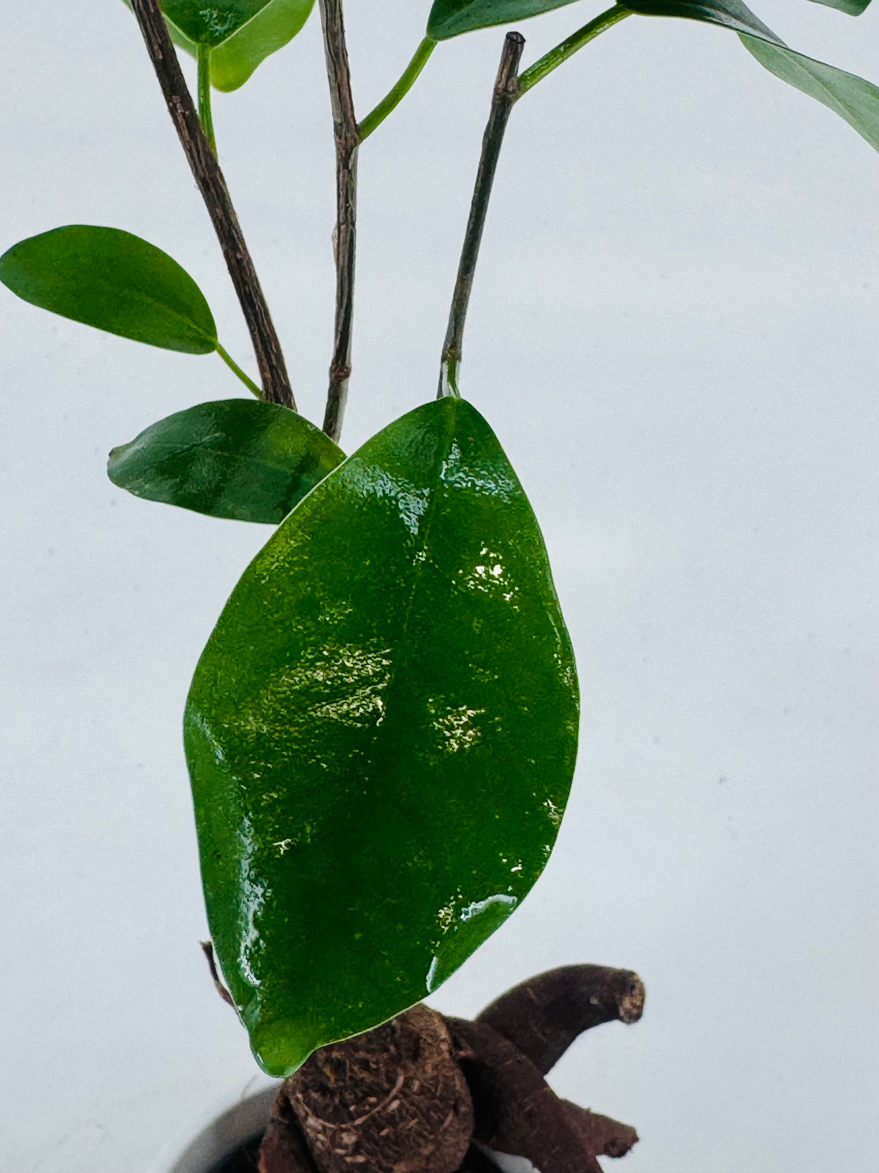 FICUS MICR. GINSENG