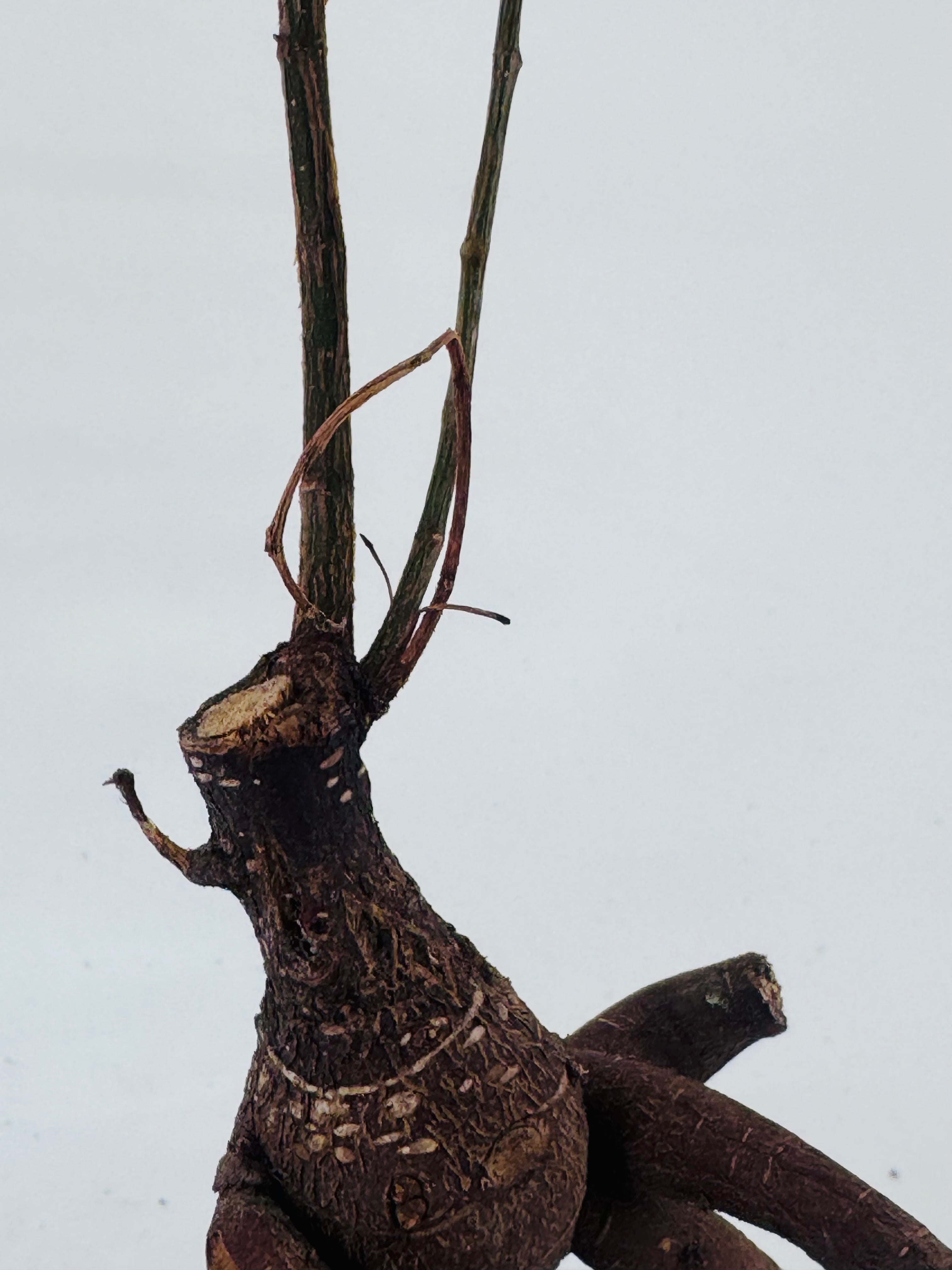 FICUS MICR. GINSENG