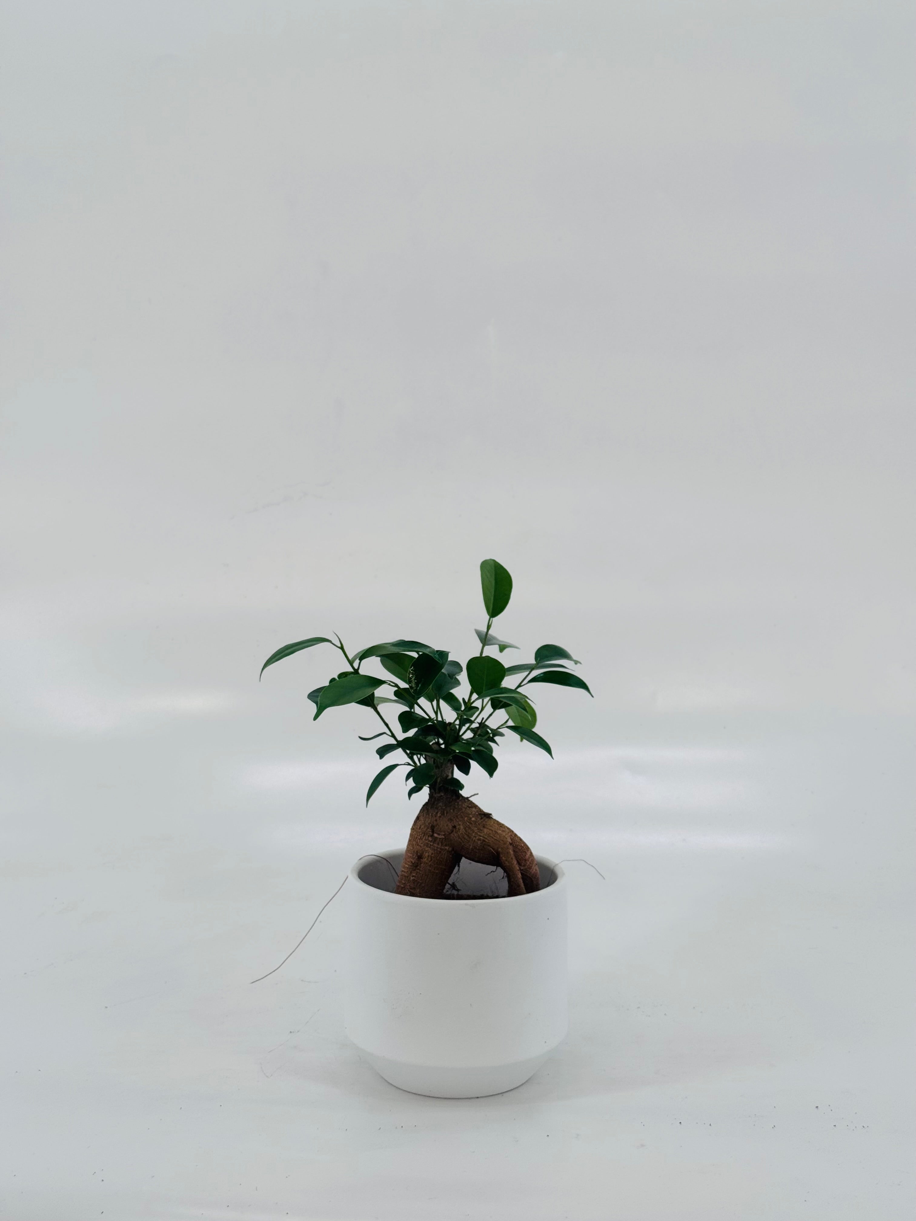 FICUS MICR GINSENG M9