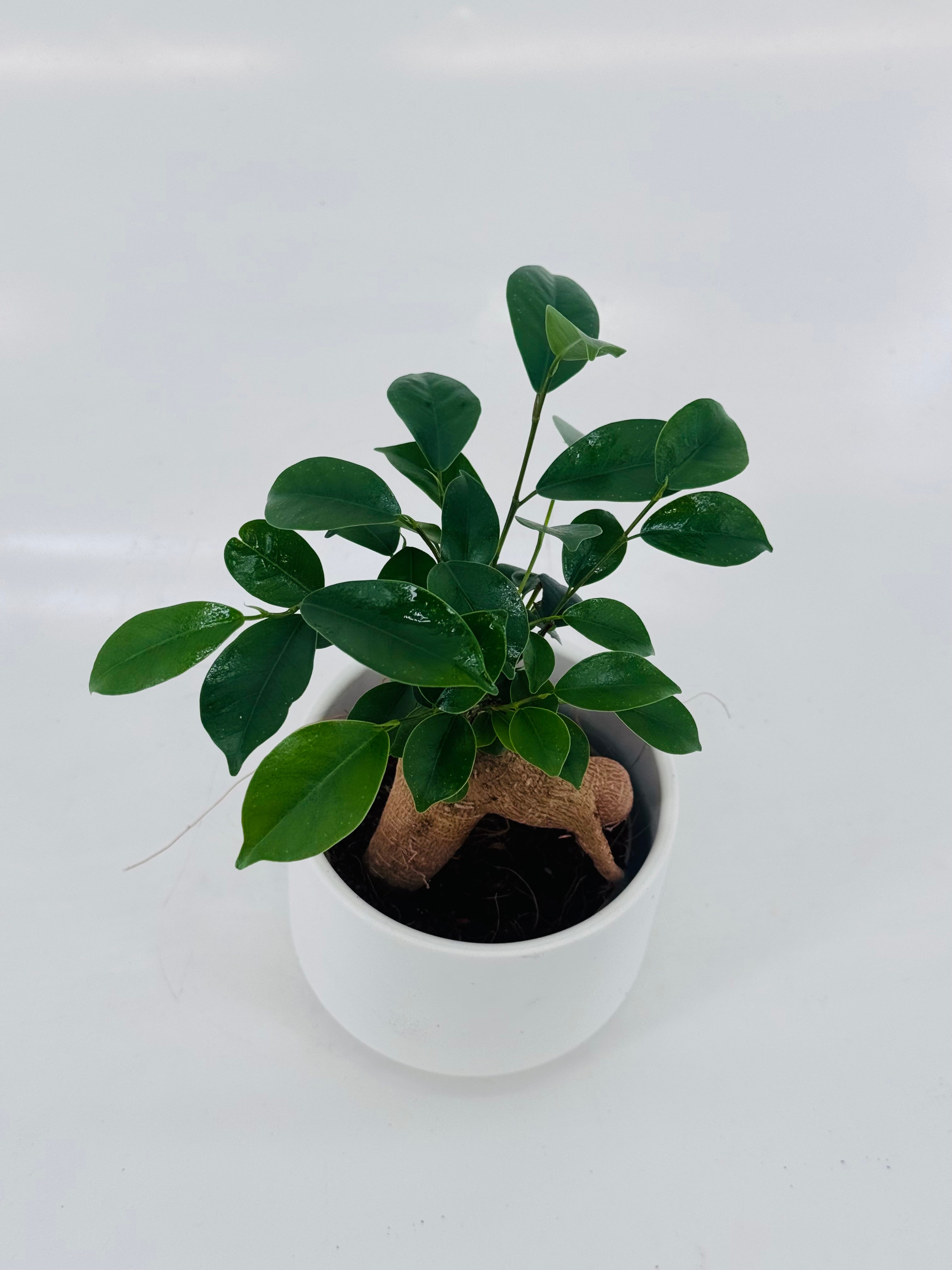 FICUS MICR GINSENG M9