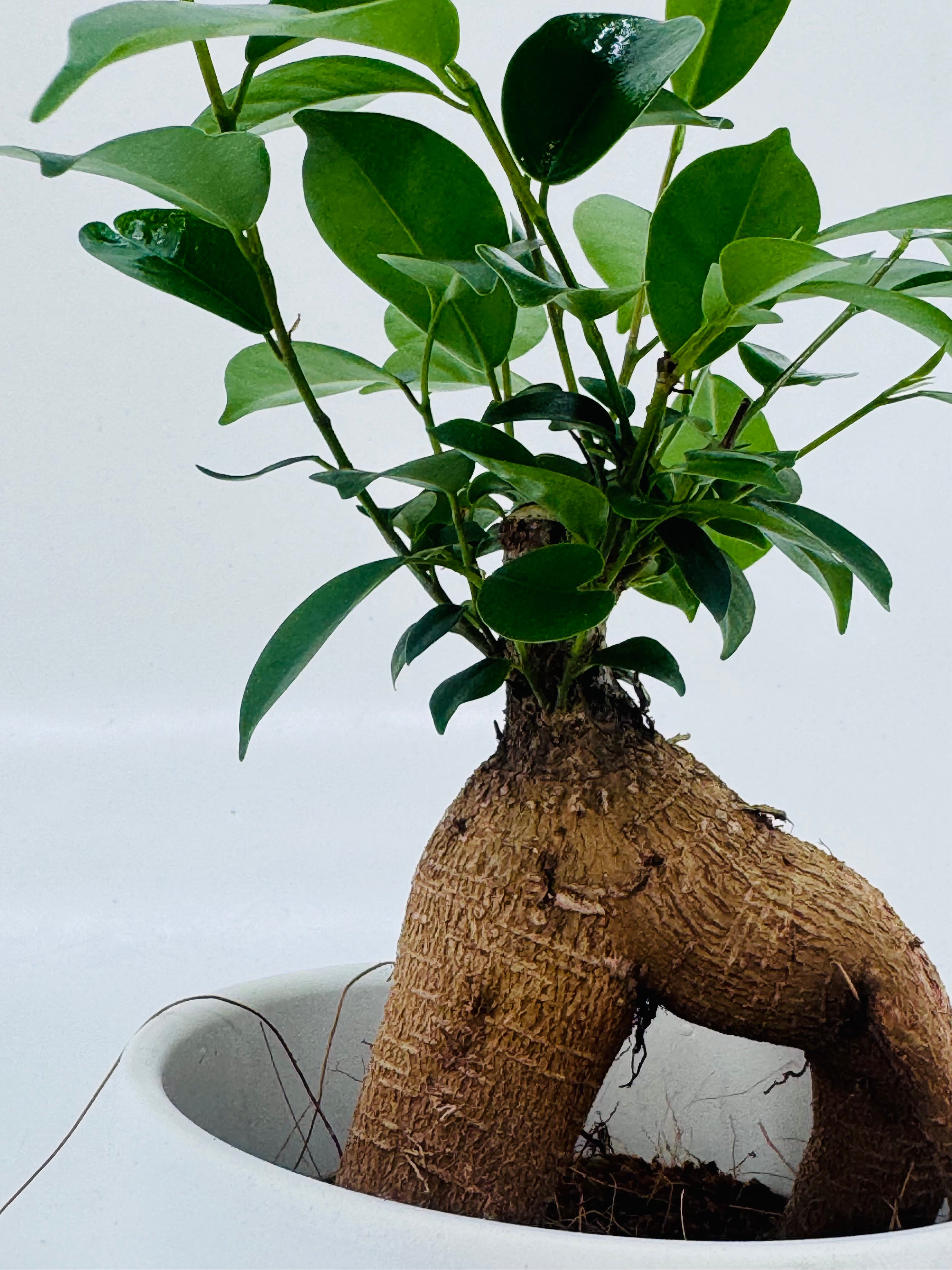 FICUS MICR GINSENG M9