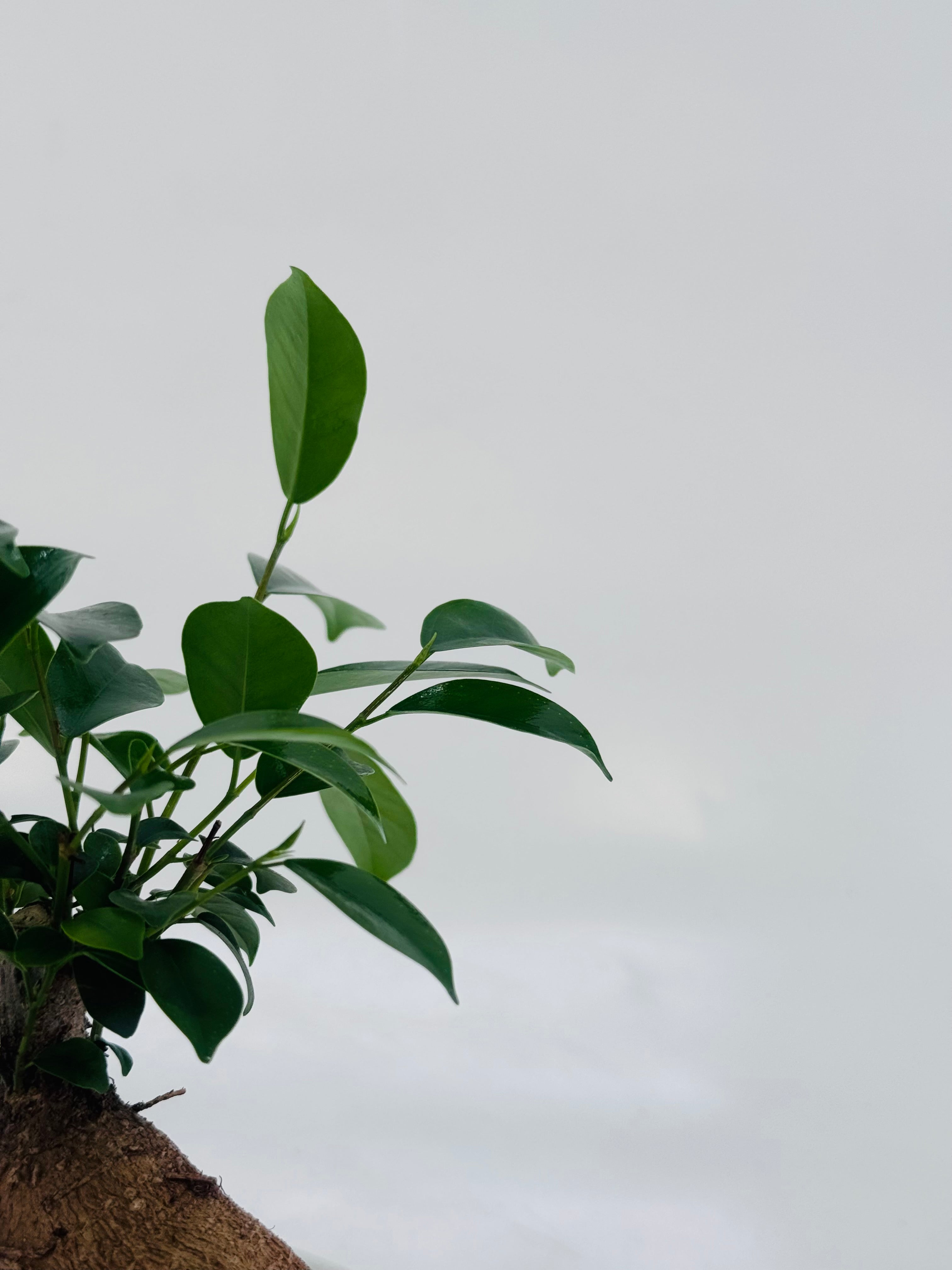 FICUS MICR GINSENG M9