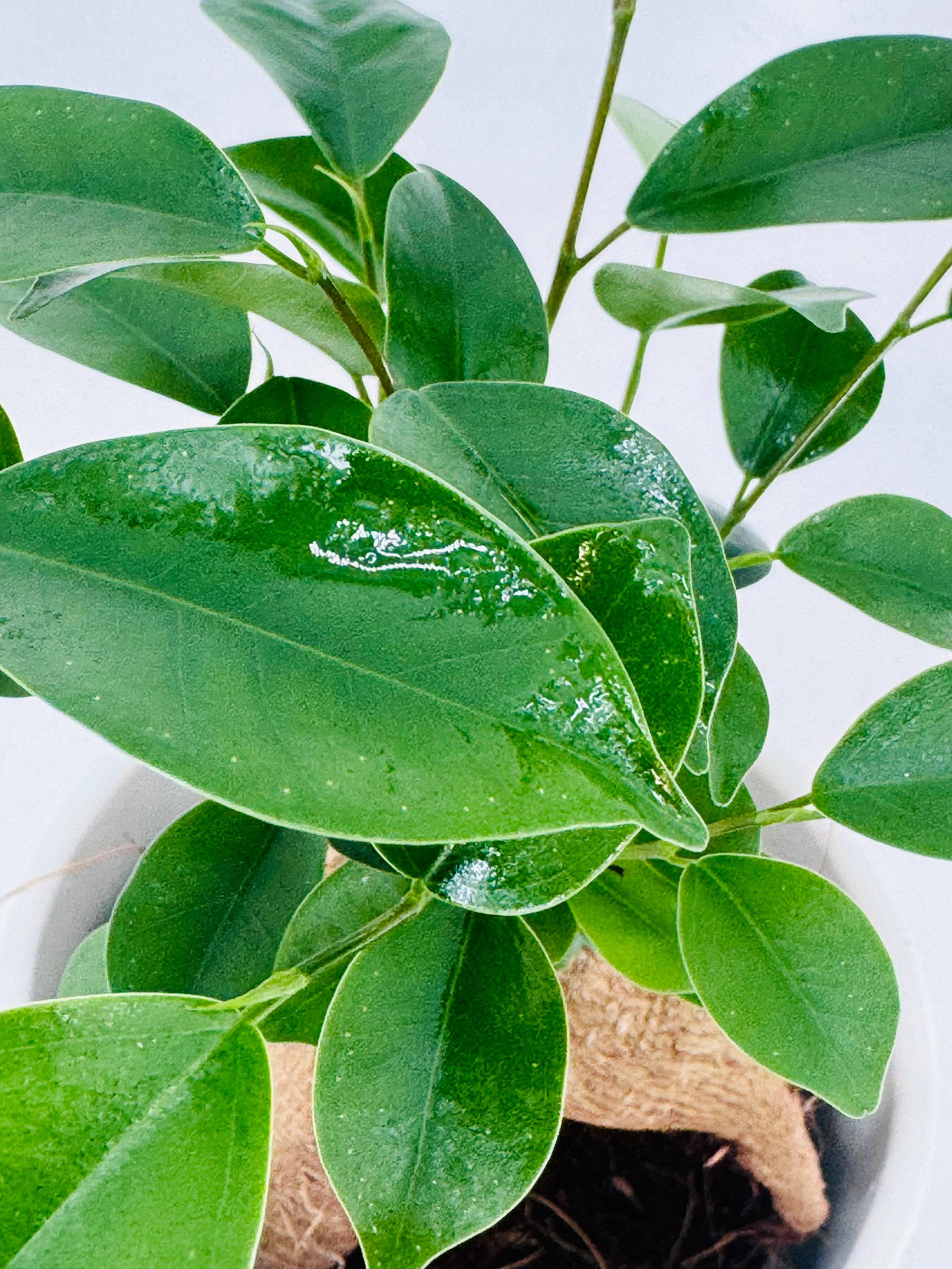 FICUS MICR GINSENG M9