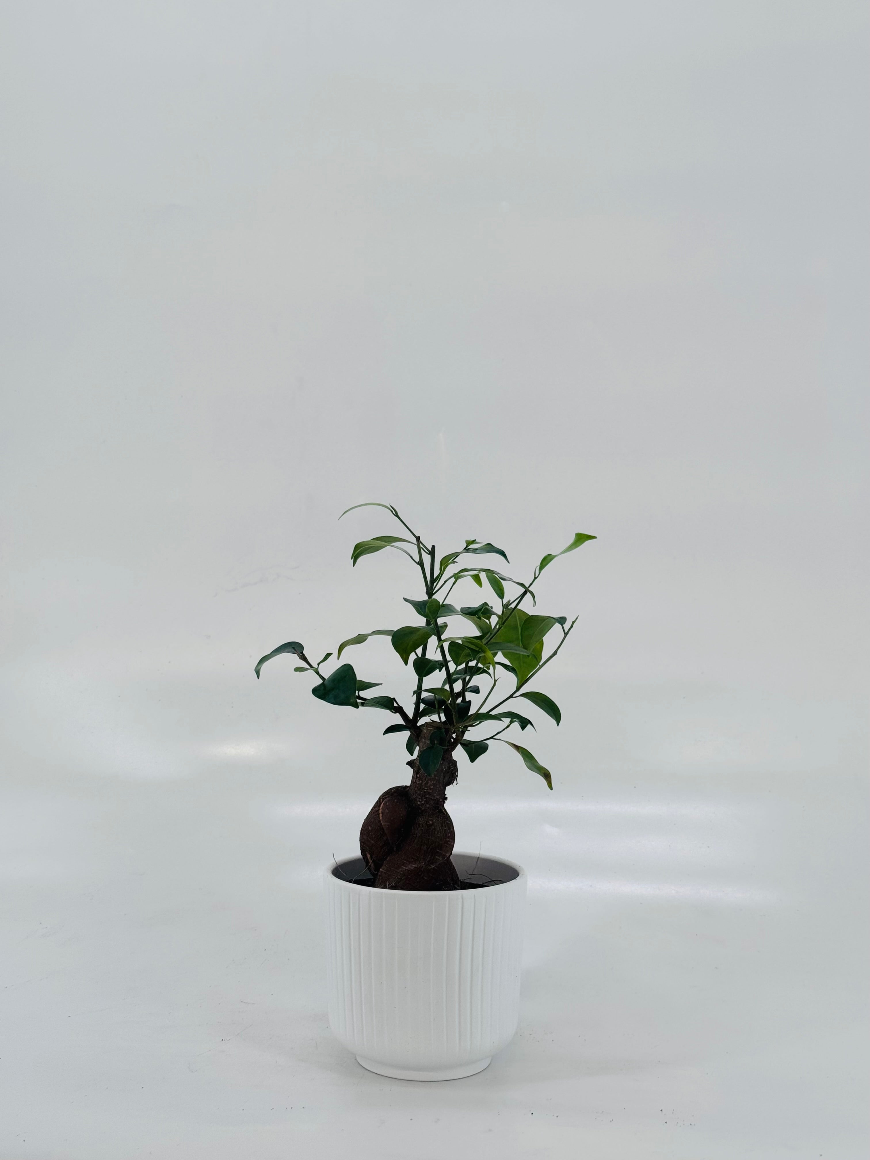 FICUS MIC GINSENG CARBON FREE M12