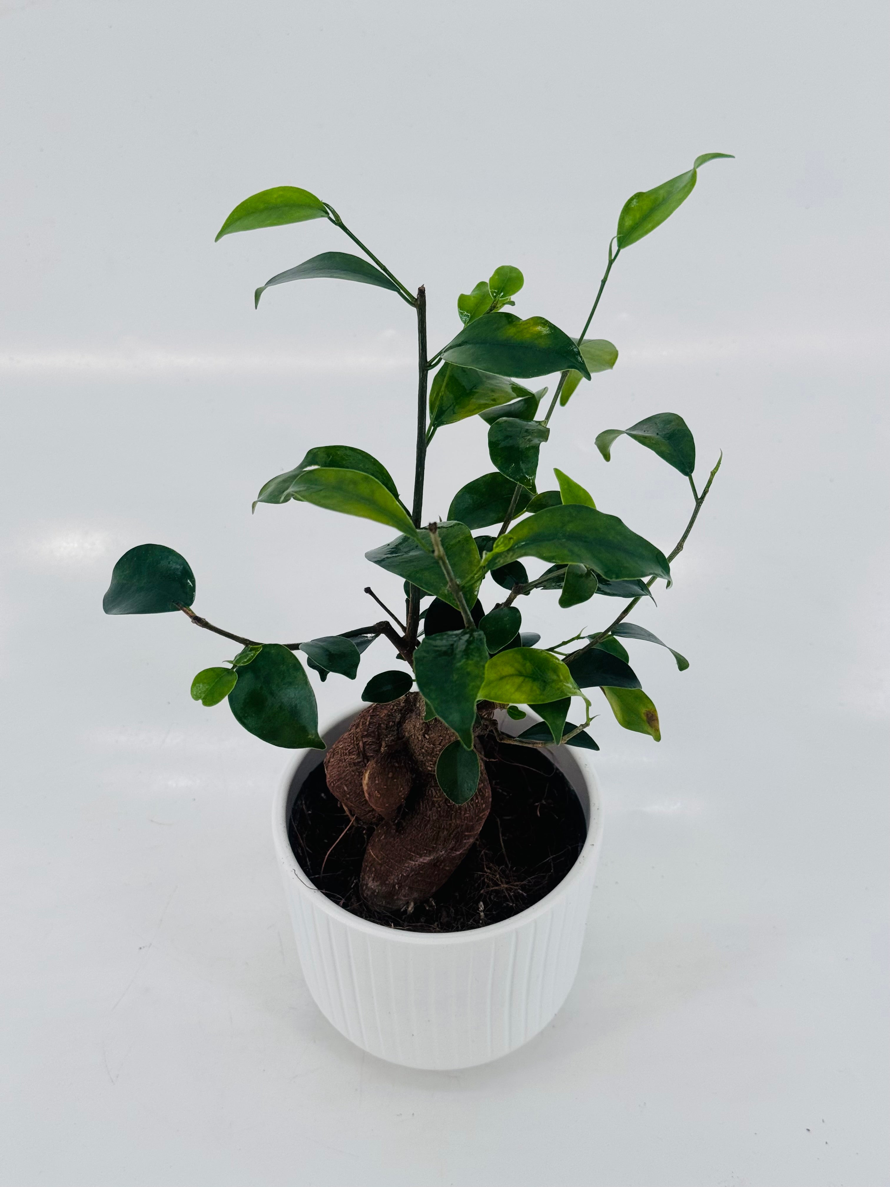 FICUS MIC GINSENG CARBON FREE M12