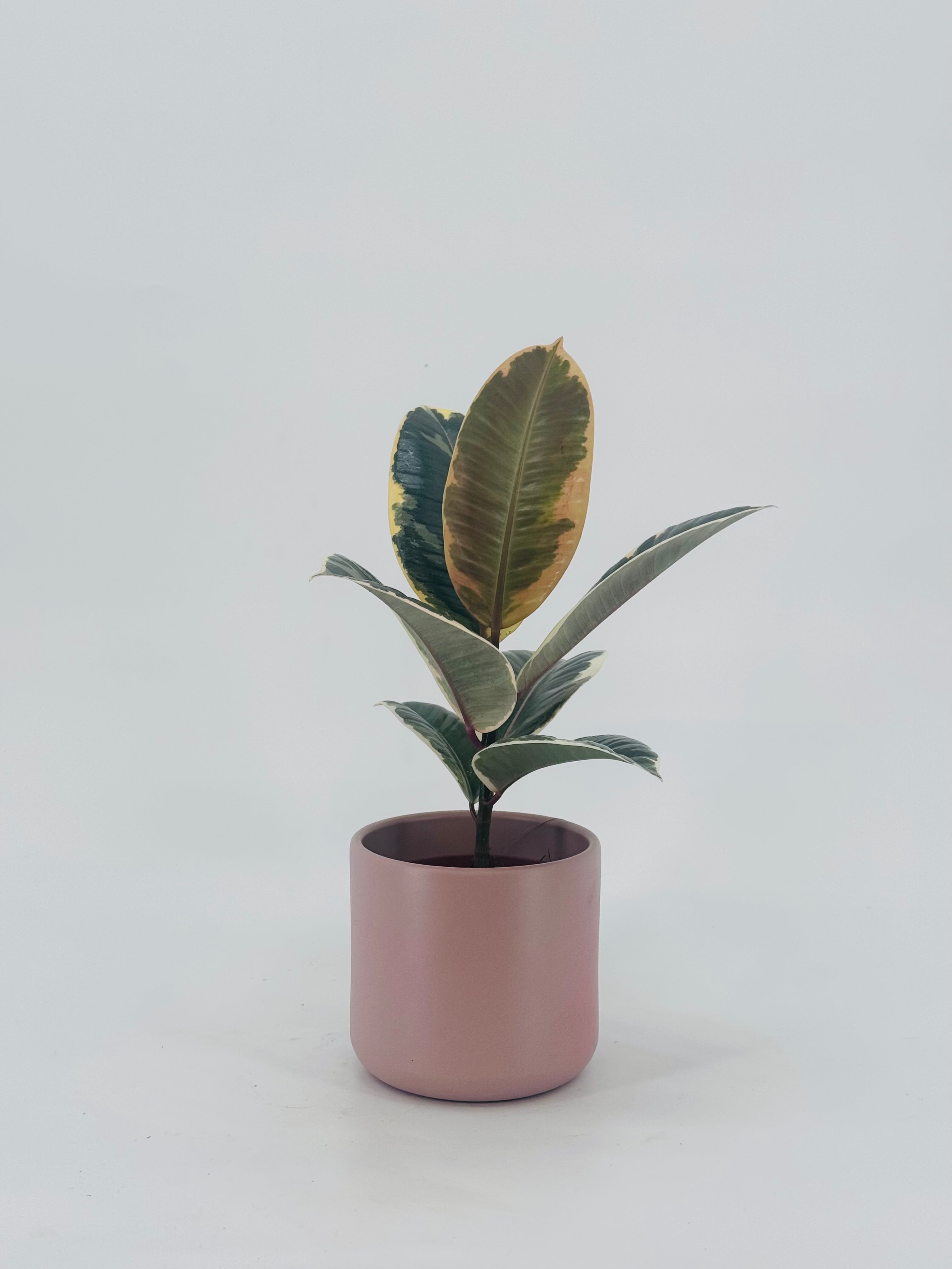 FICUS MIX M12