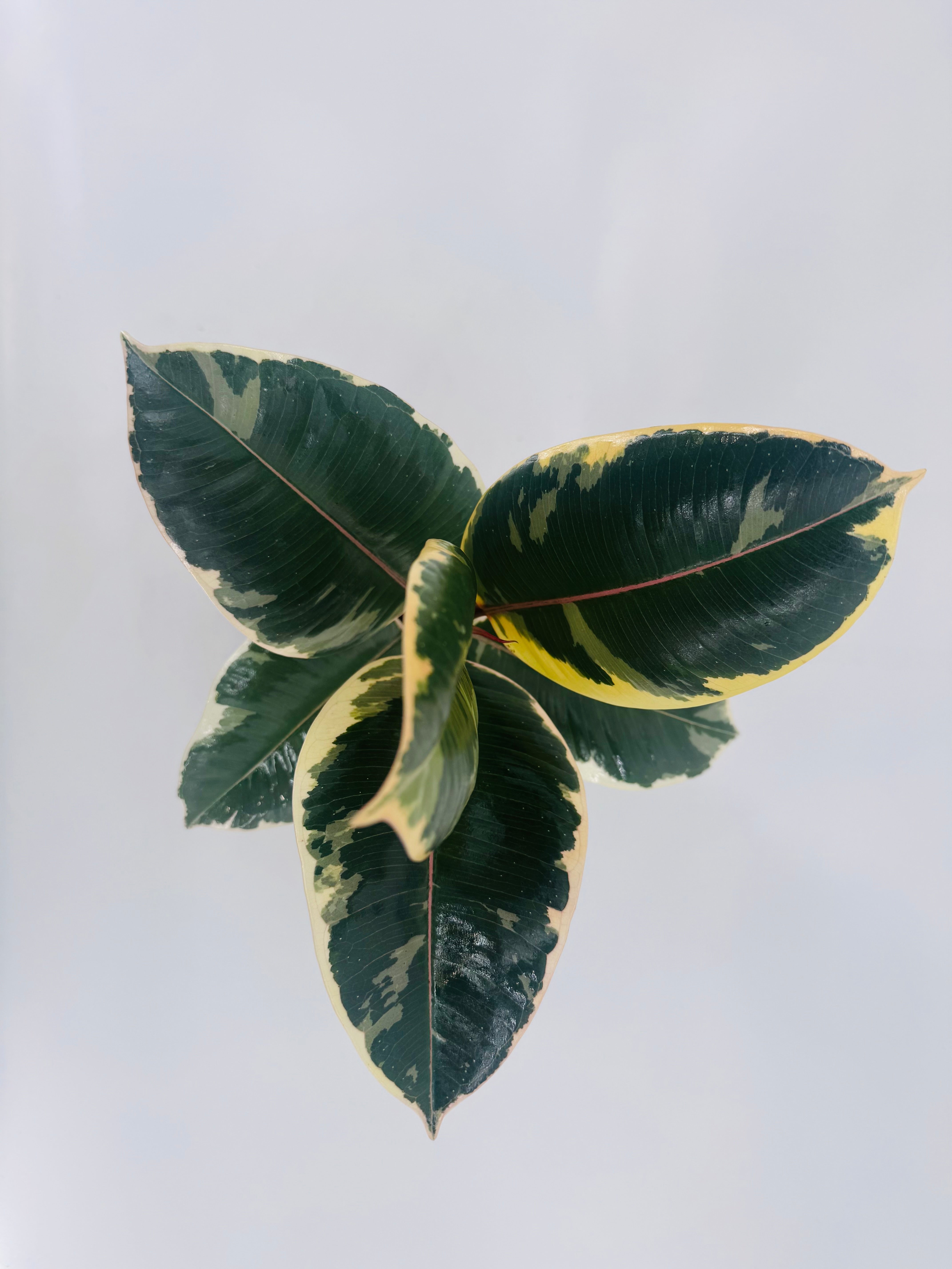 FICUS MIX M12