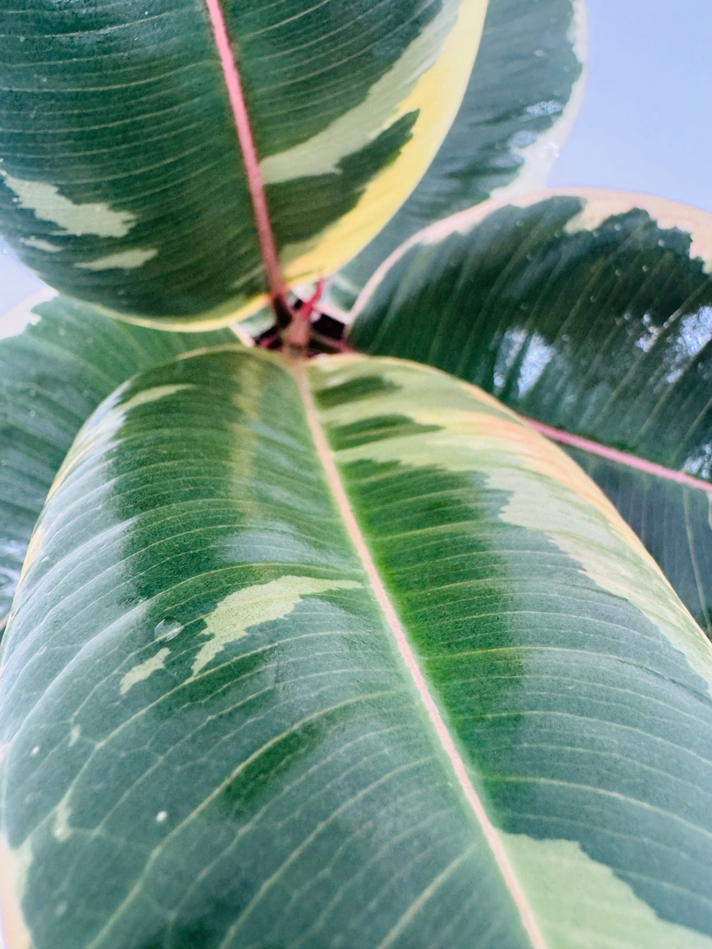 Close-up of a Ficus Mix M12 plant with glossy green, yellow, and cream variegated leaves.