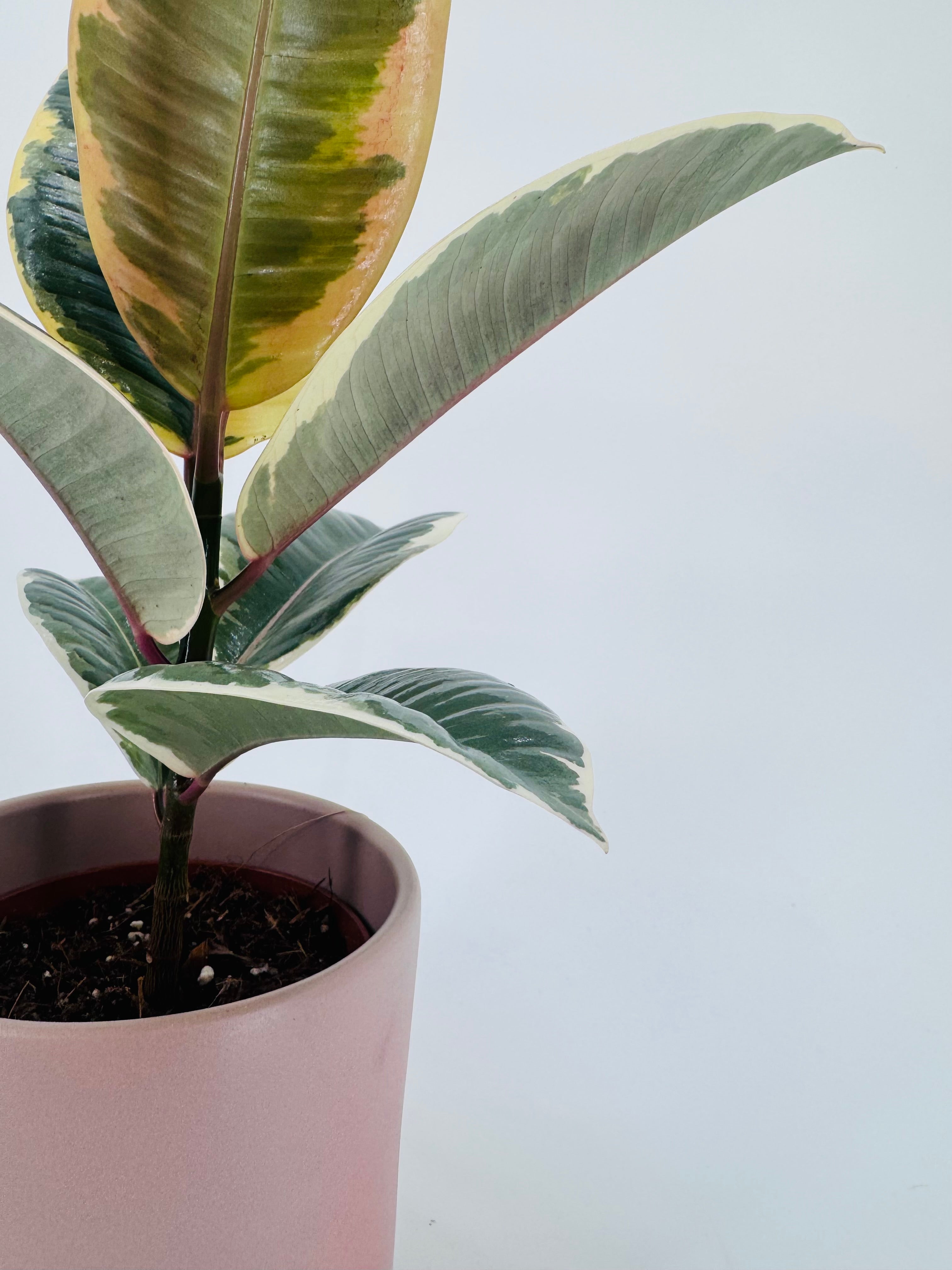 Ficus Mix M12 con hojas variegadas en tonos verdes, crema y rosa, en maceta rosa.