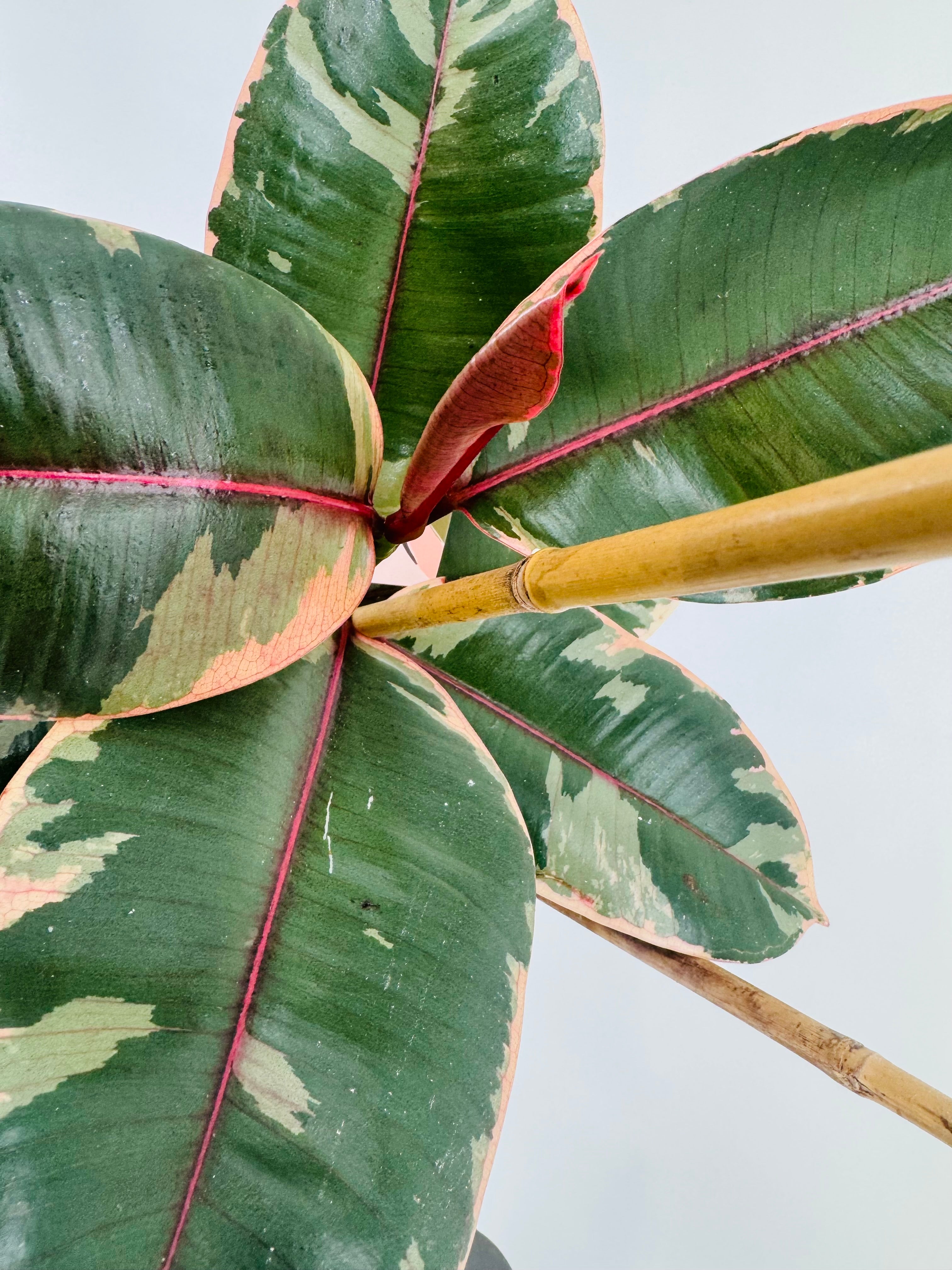 FICUS BELIZE RUBY C20 90CM
