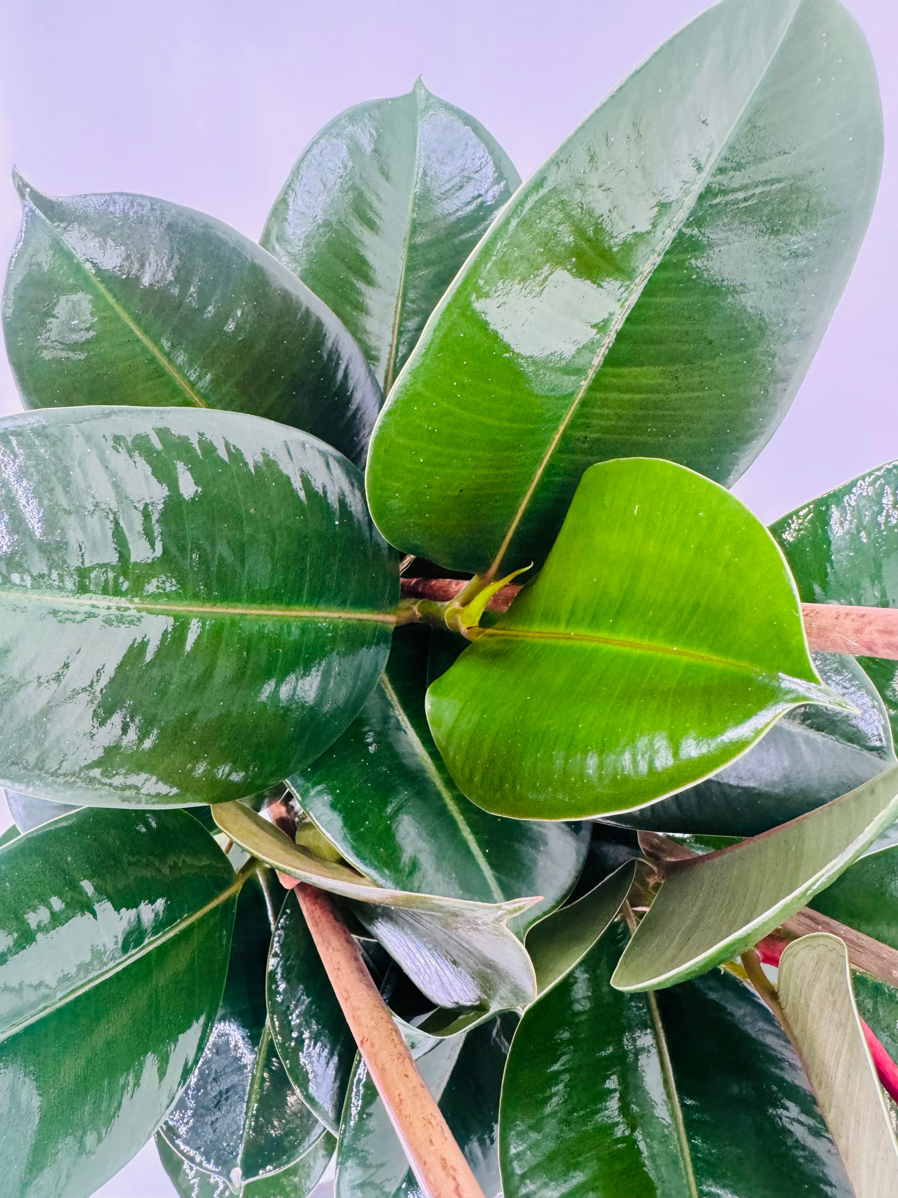 FICUS ROBUSTA C20 3CAÑAS 90CM