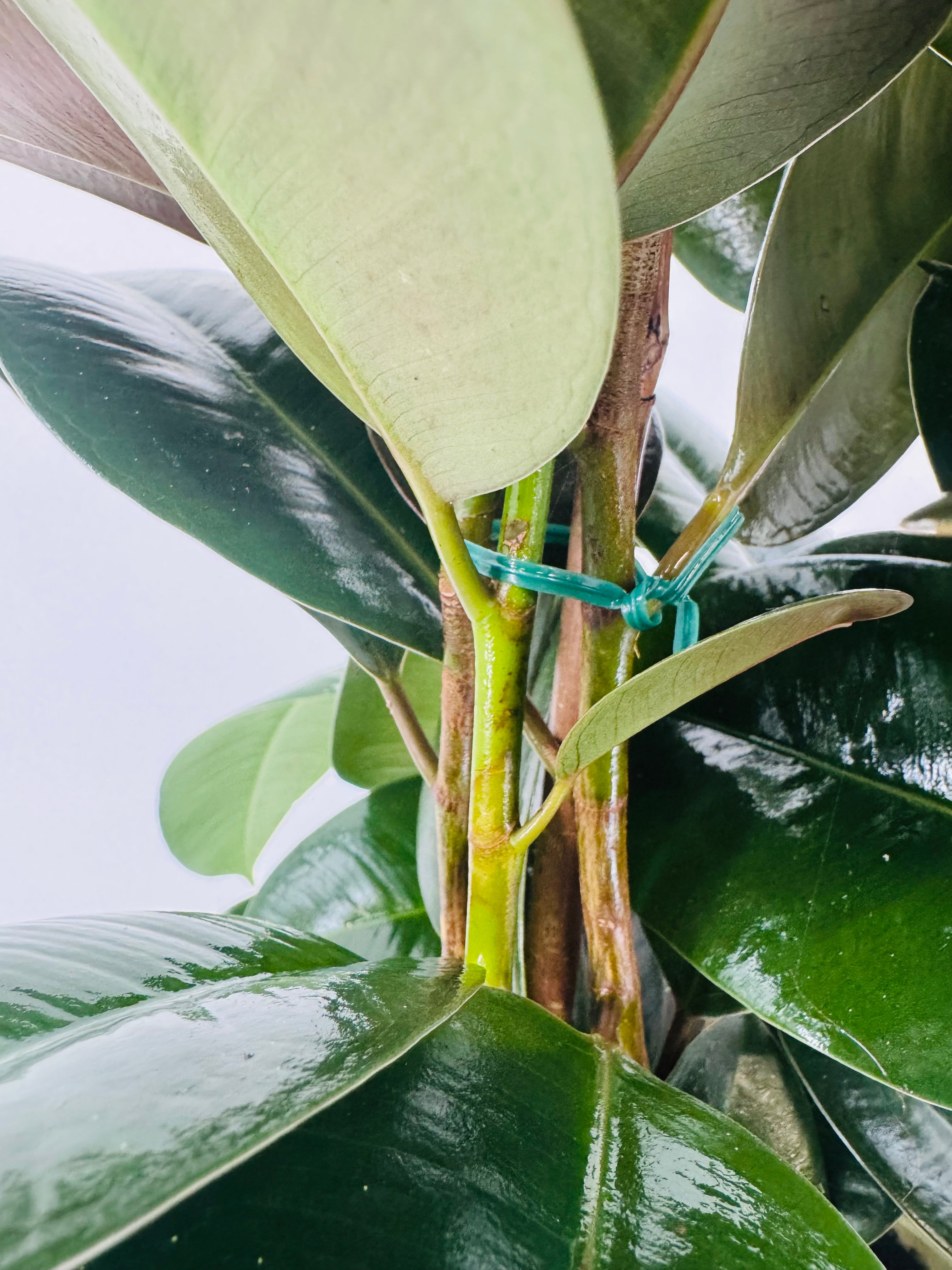 FICUS ROBUSTA C20 3CAÑAS 90CM