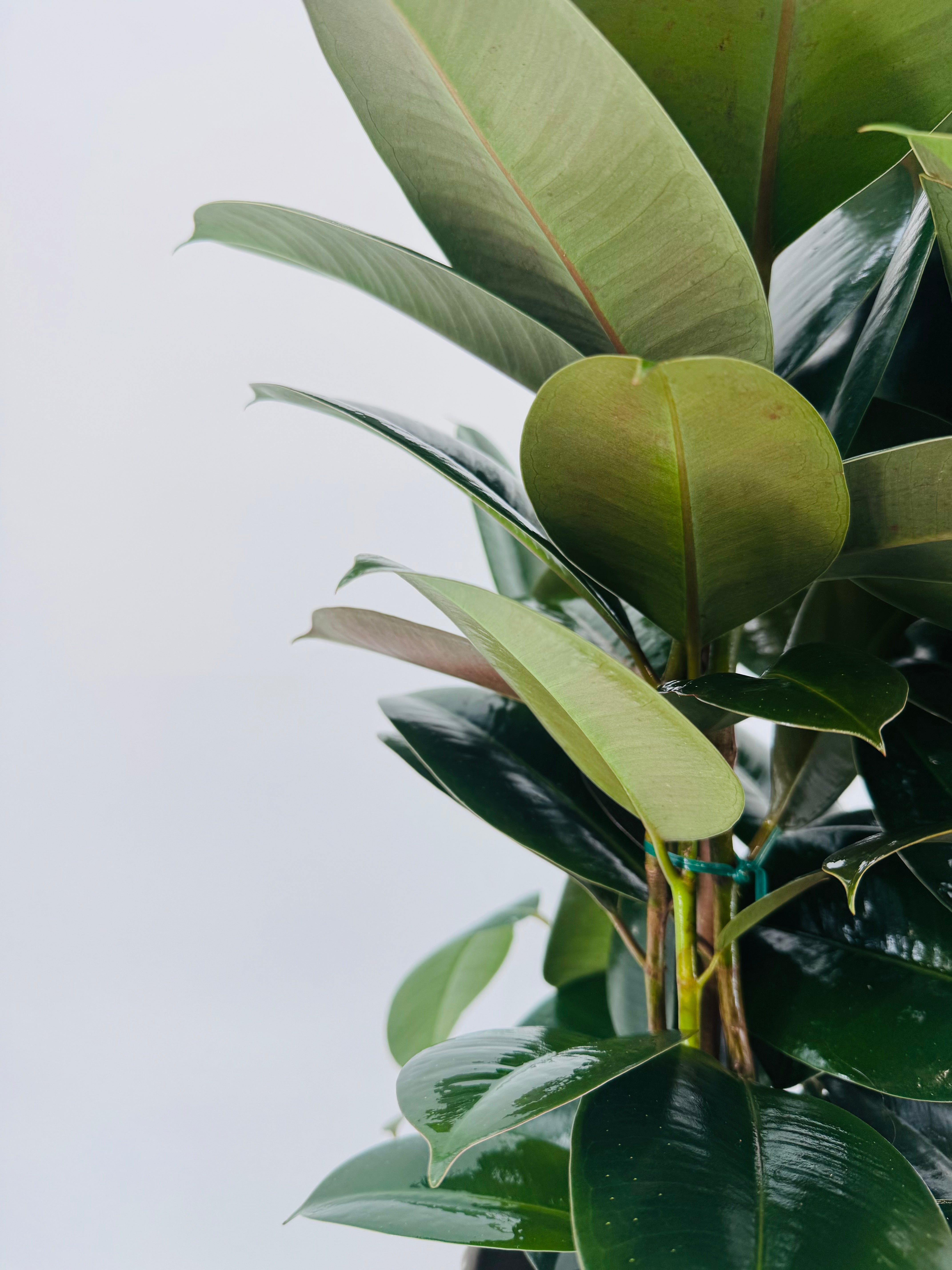 FICUS ROBUSTA C20 3CAÑAS 90CM