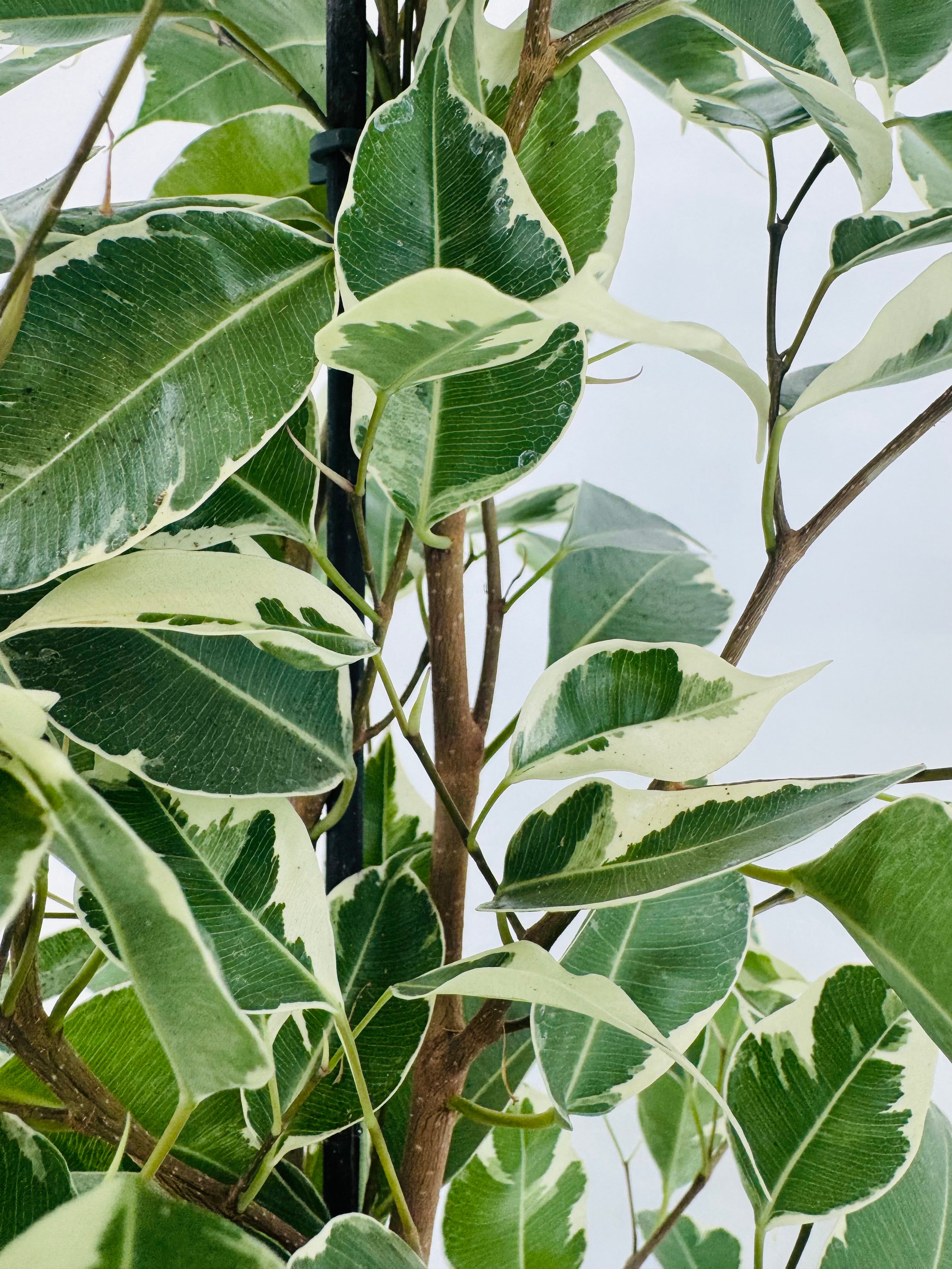FICUS TWILIGHT C17 90CM