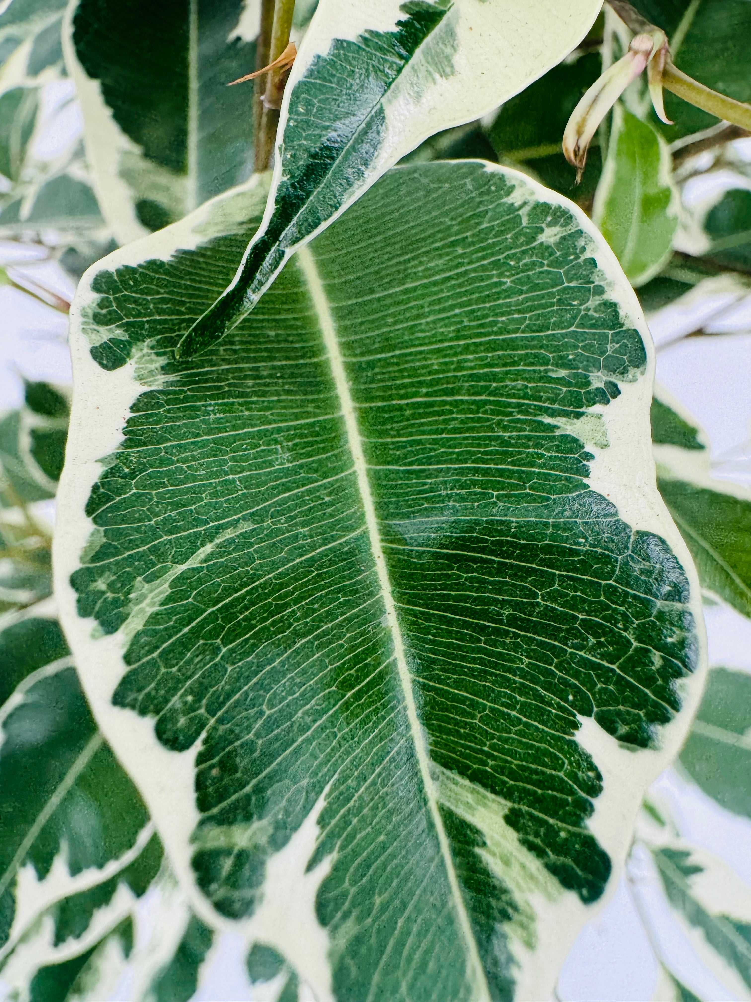 FICUS TWILIGHT C17 90CM