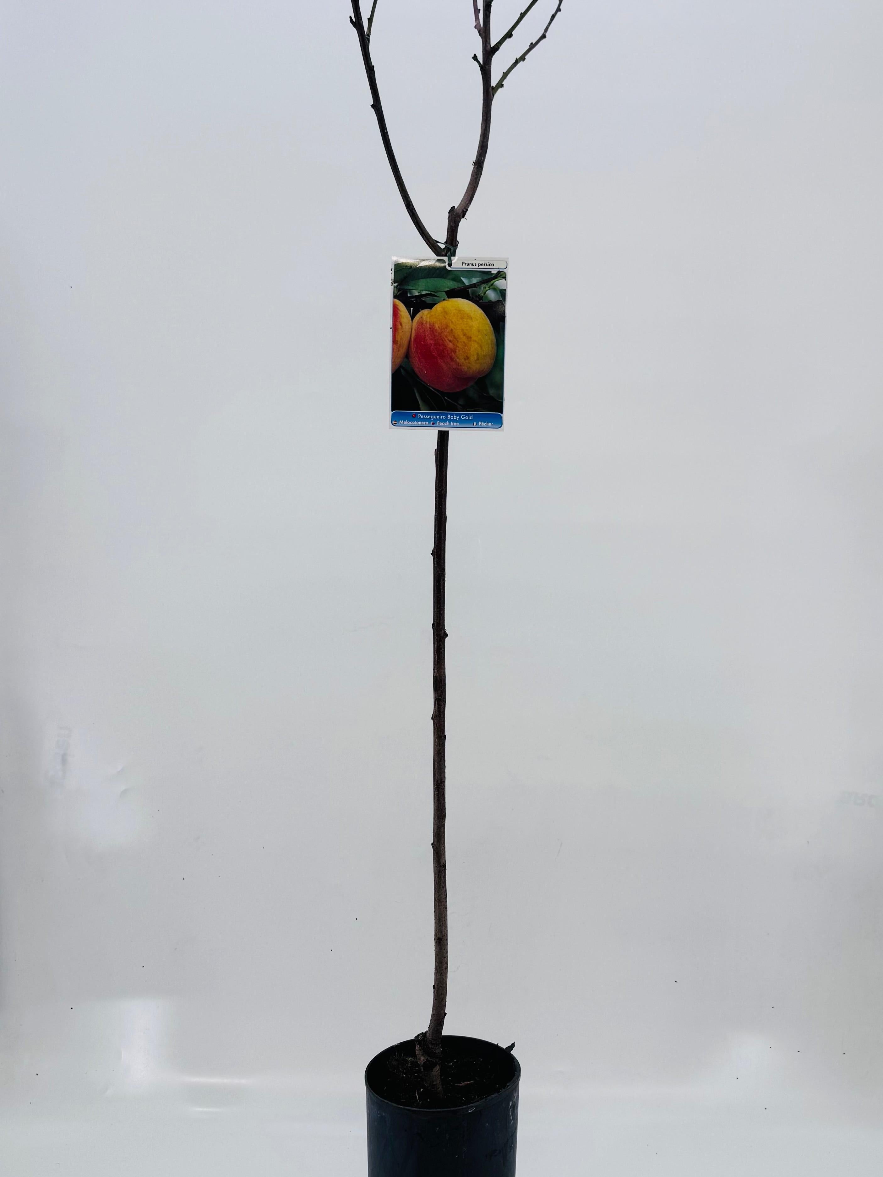 FRUTAL VARIADO TUBO 3L