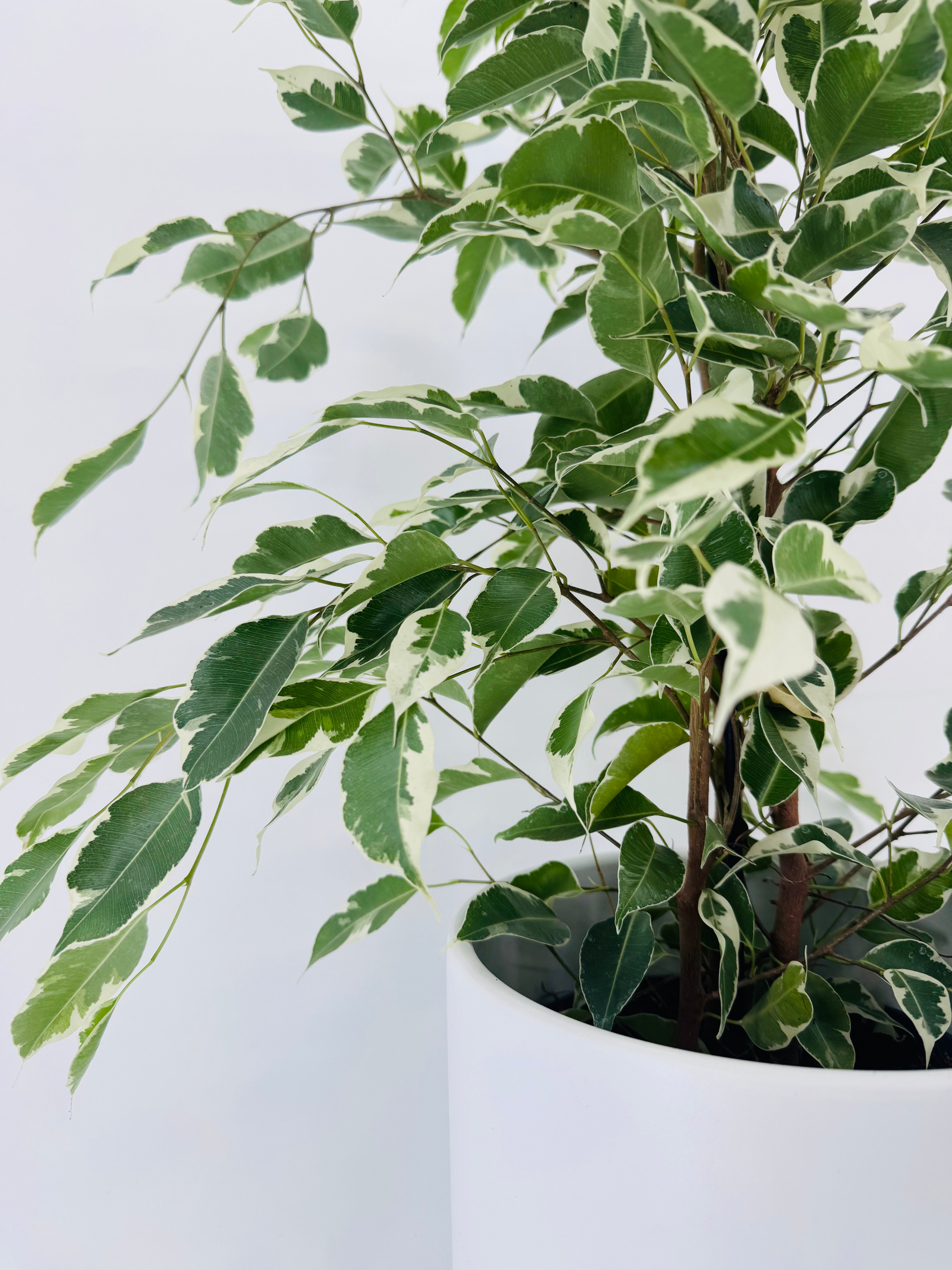 FICUS TWILIGHT C17 90CM