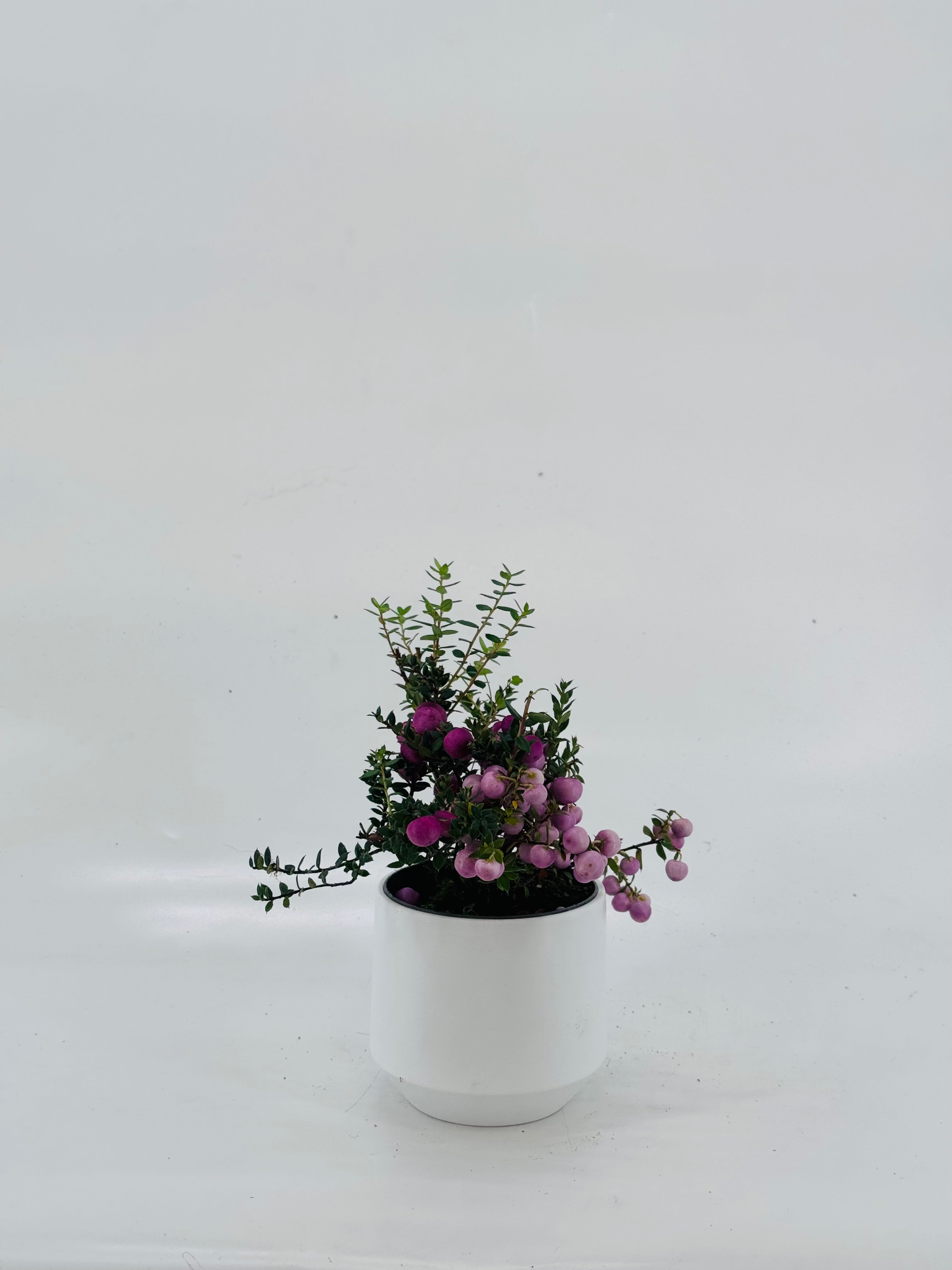 GAULTHERIA EXTRA