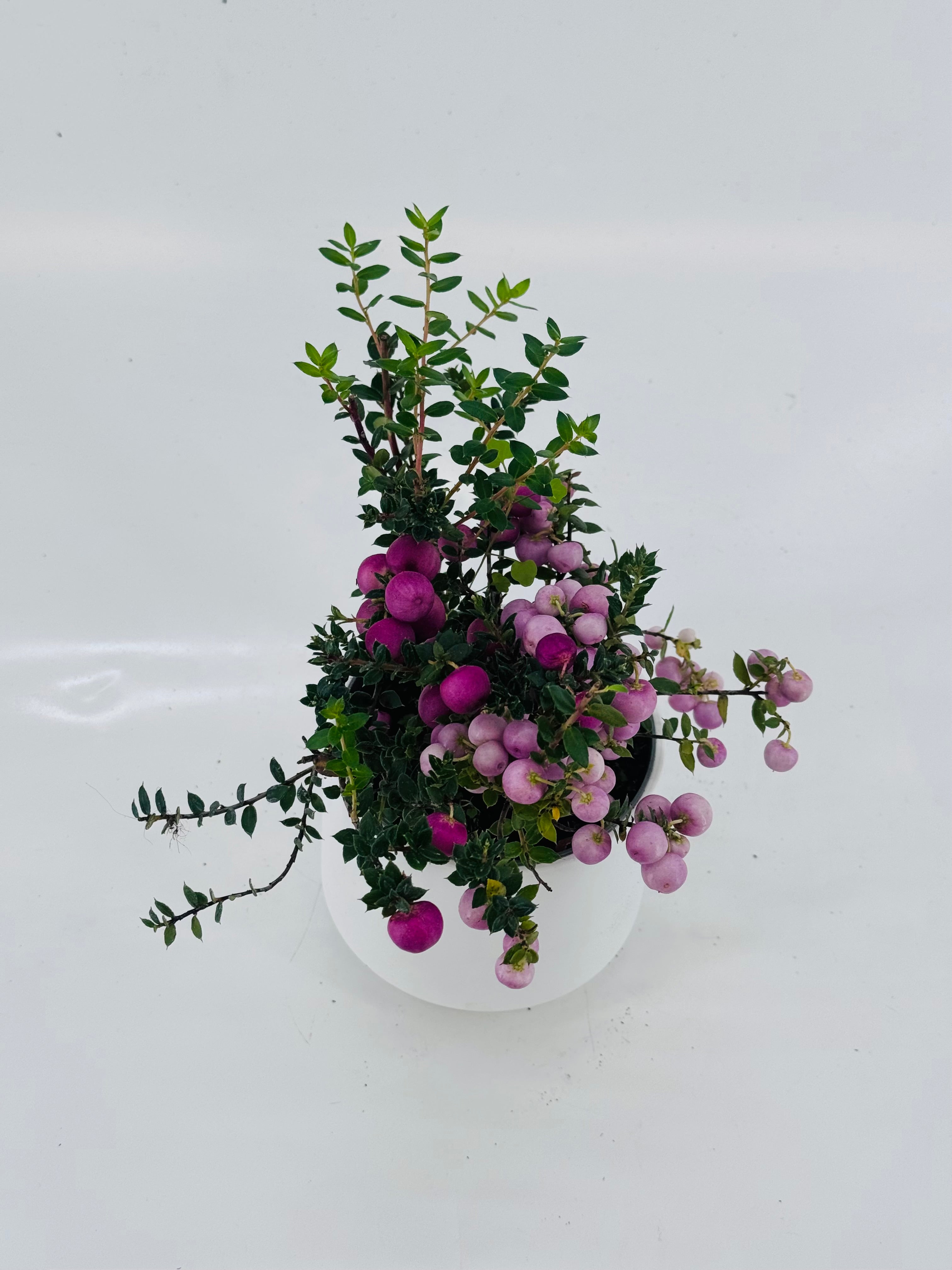 GAULTHERIA EXTRA