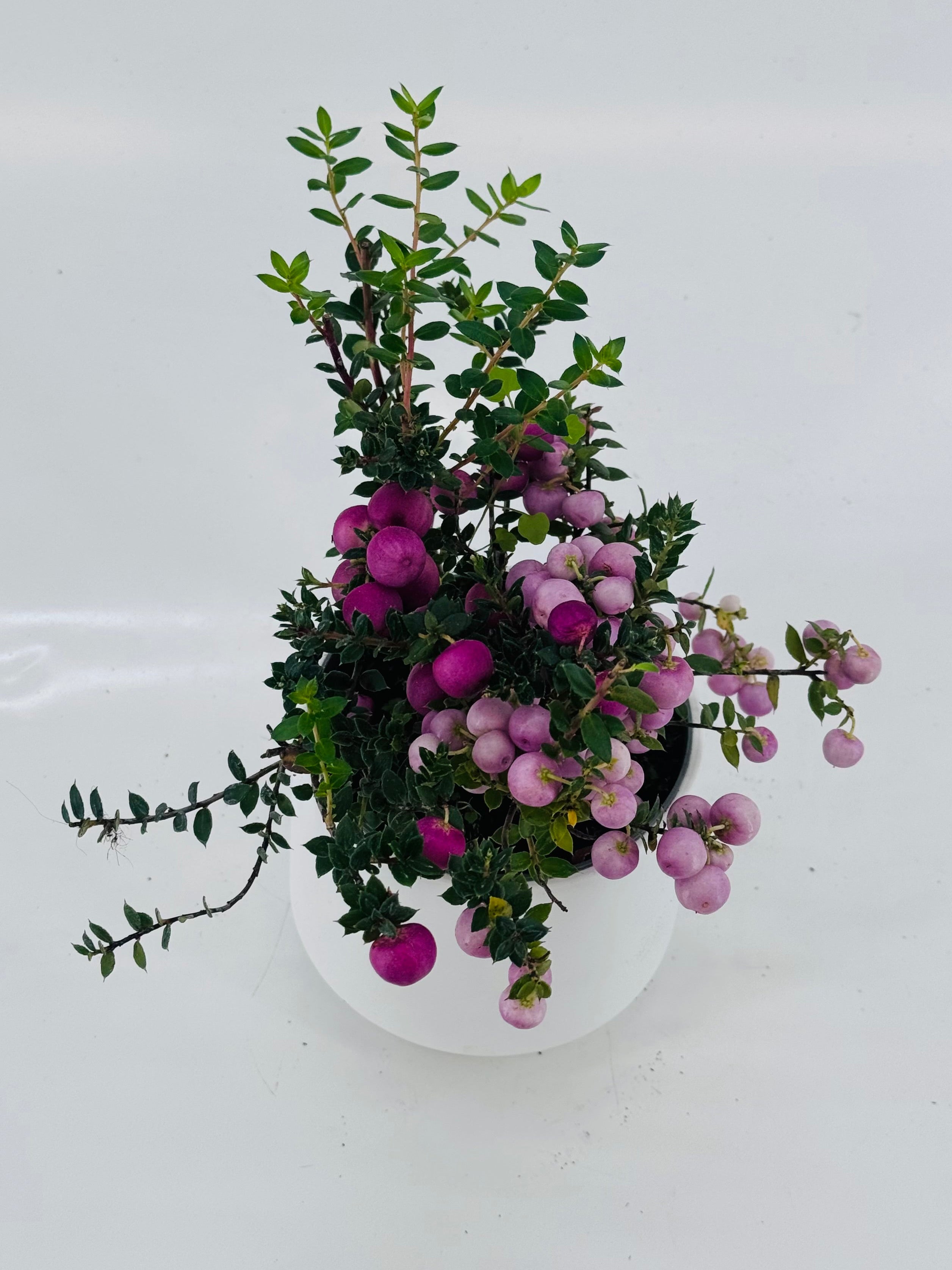 GAULTHERIA EXTRA
